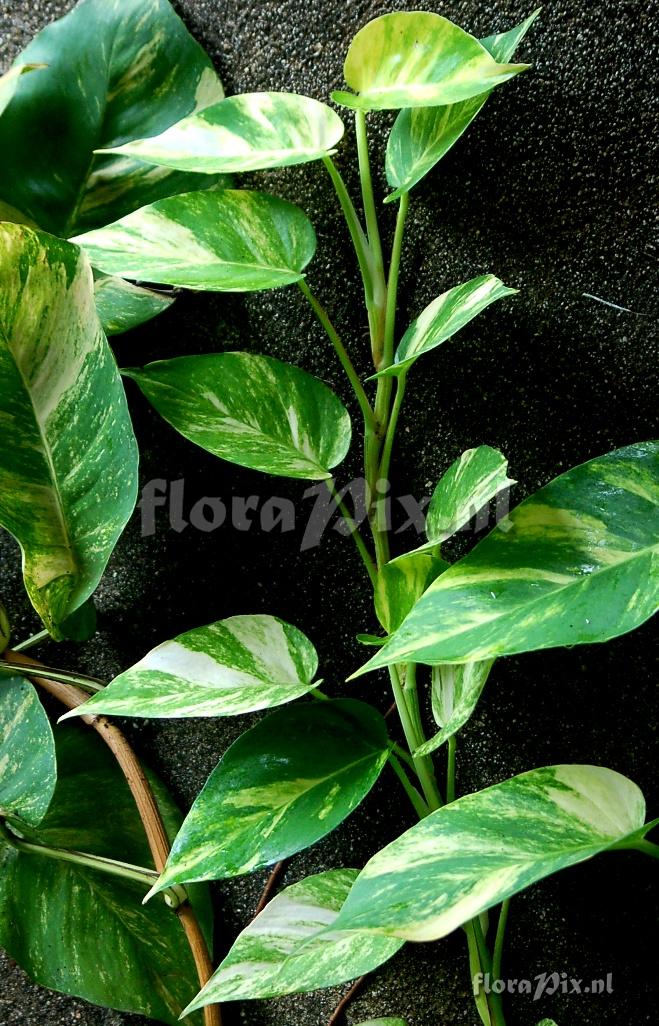 Pothos sp. Araceae