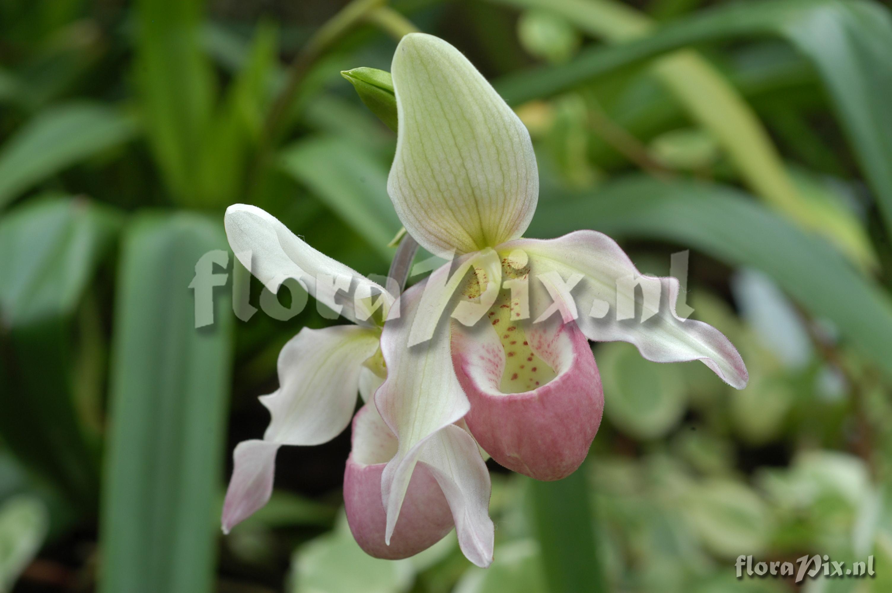 Phragmipedium x sedenii