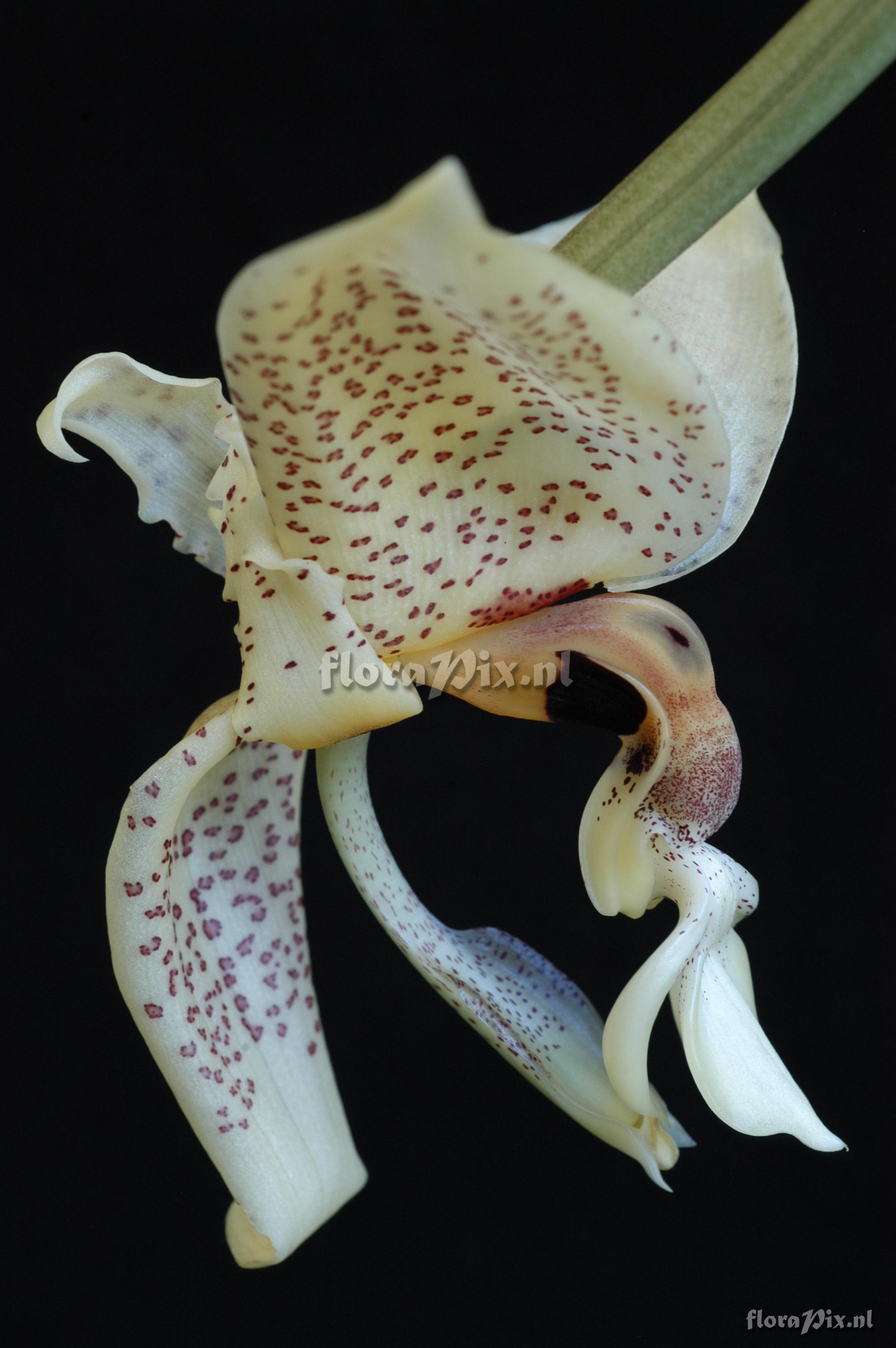 Stanhopea cf. dodsoniana