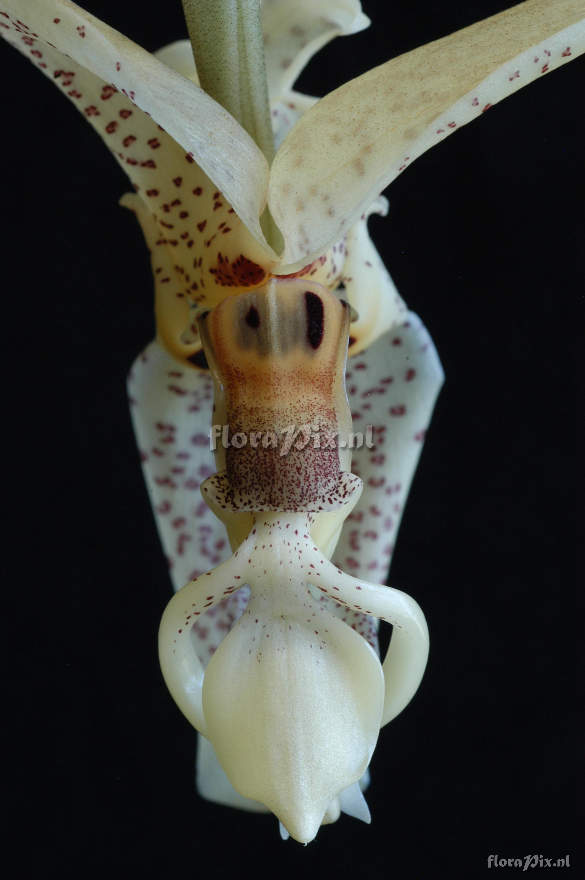 Stanhopea cf. dodsoniana