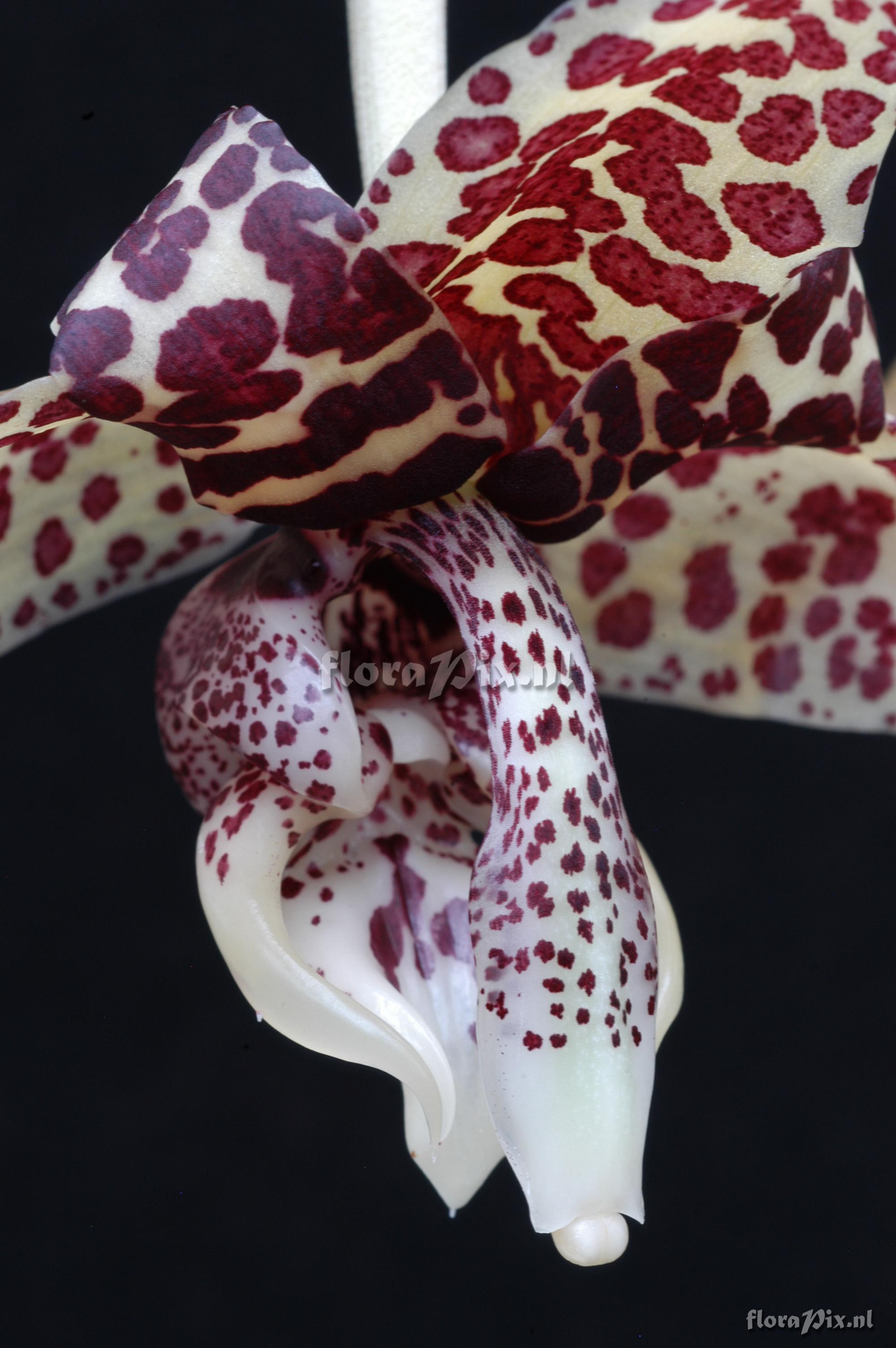 Stanhopea hernandezii