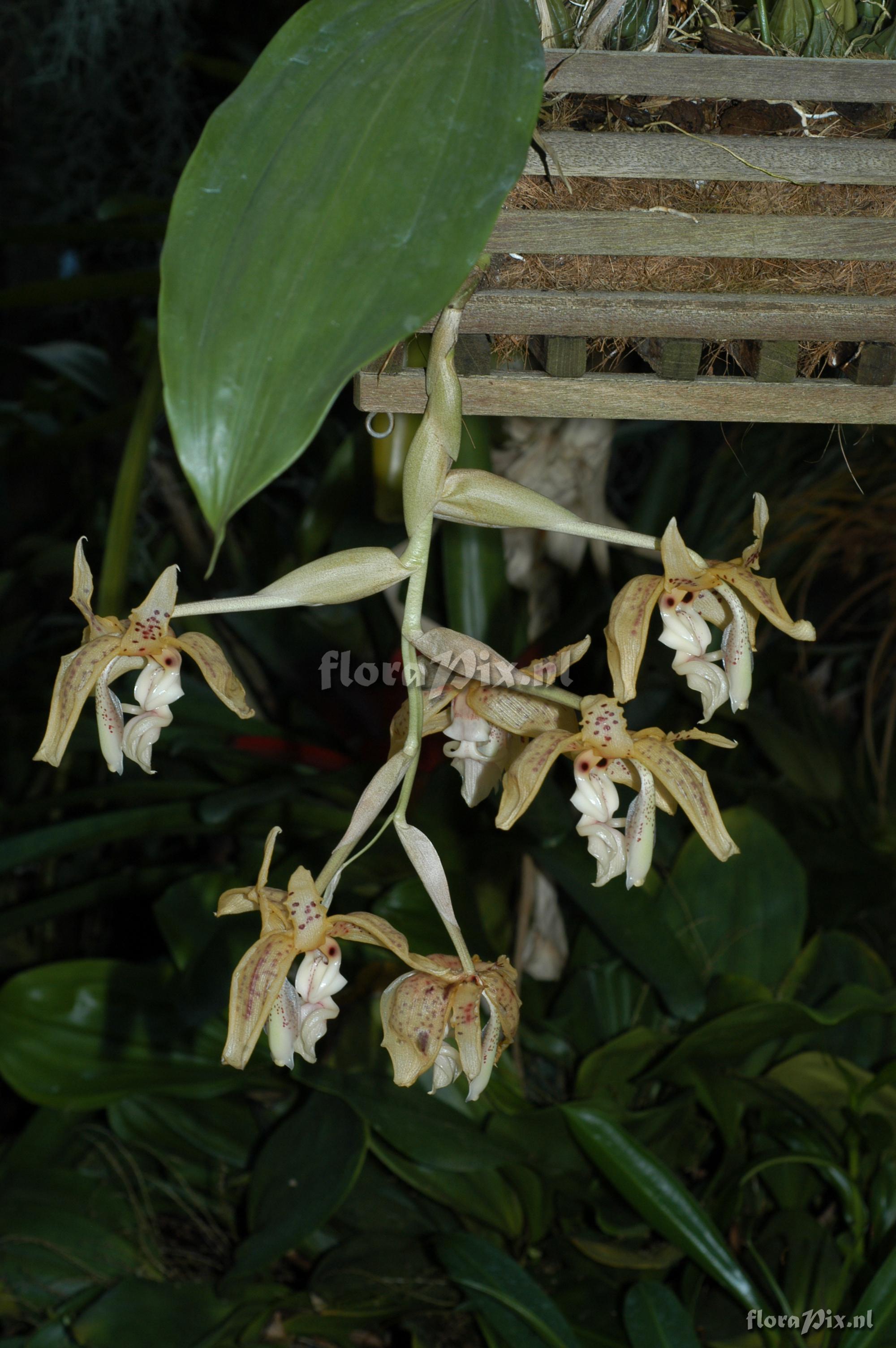 Stanhopea oculata