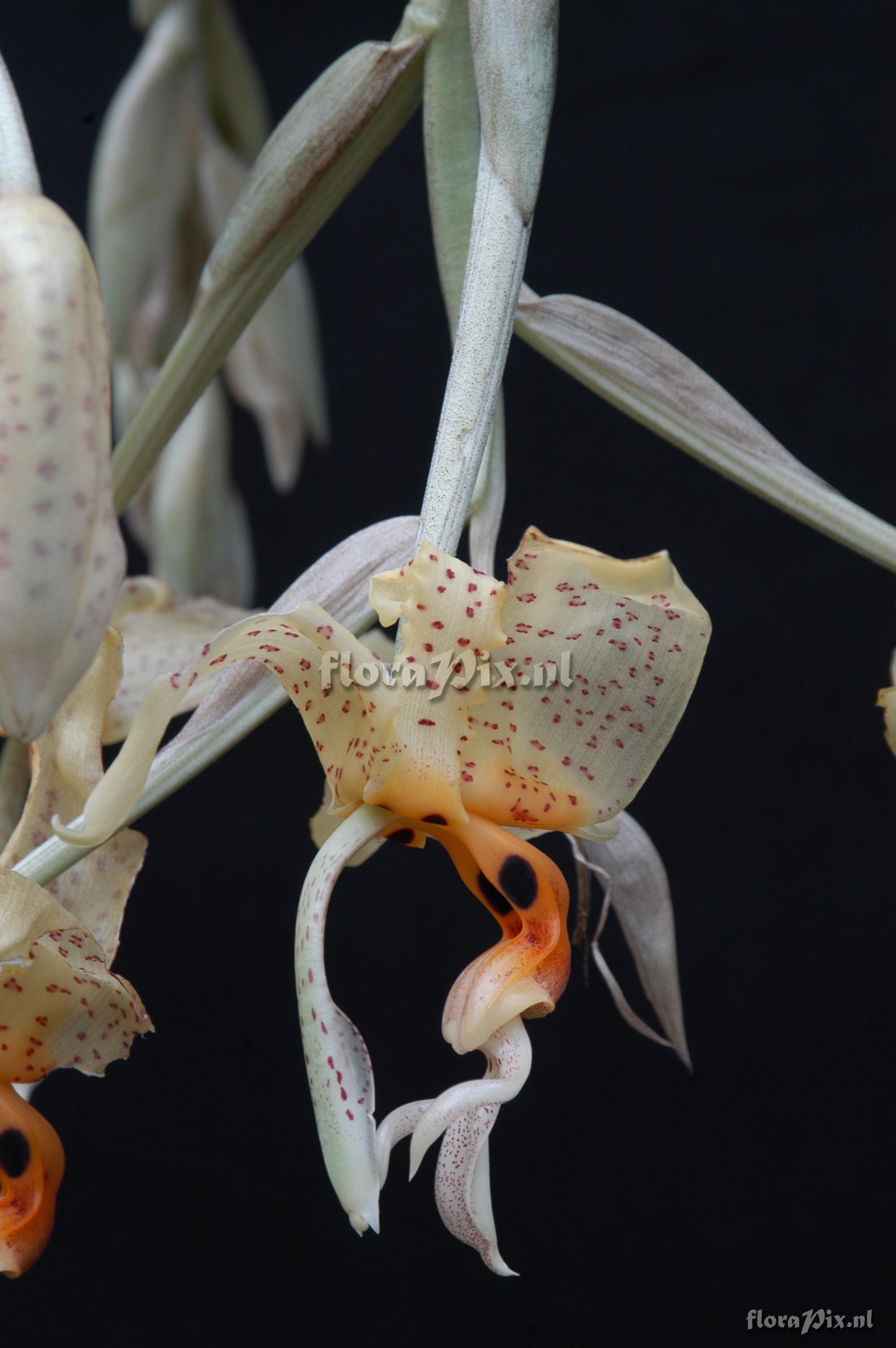 Stanhopea oculata 2004ZW01140  left