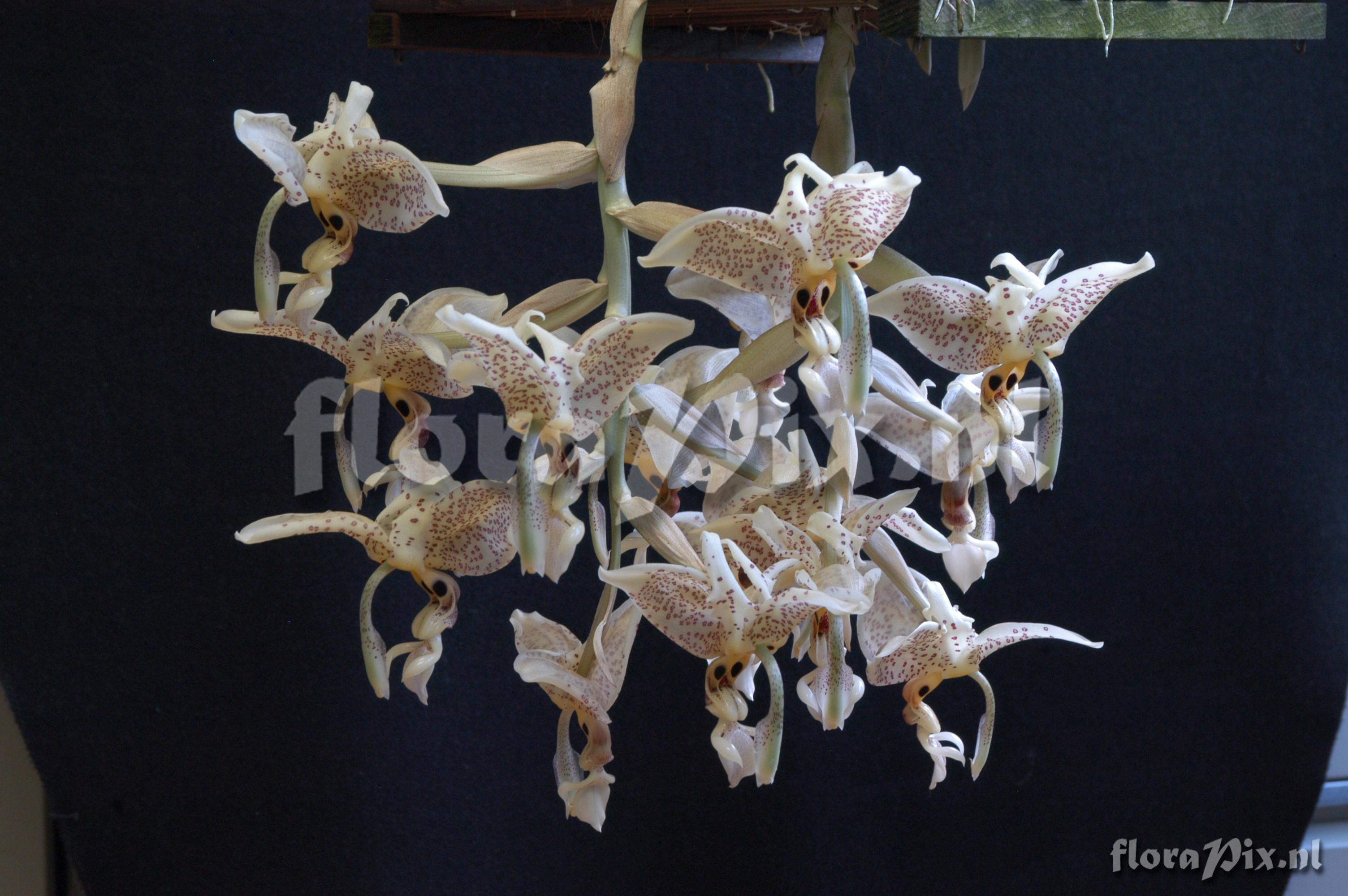 Stanhopea oculata 2004ZW01140  left