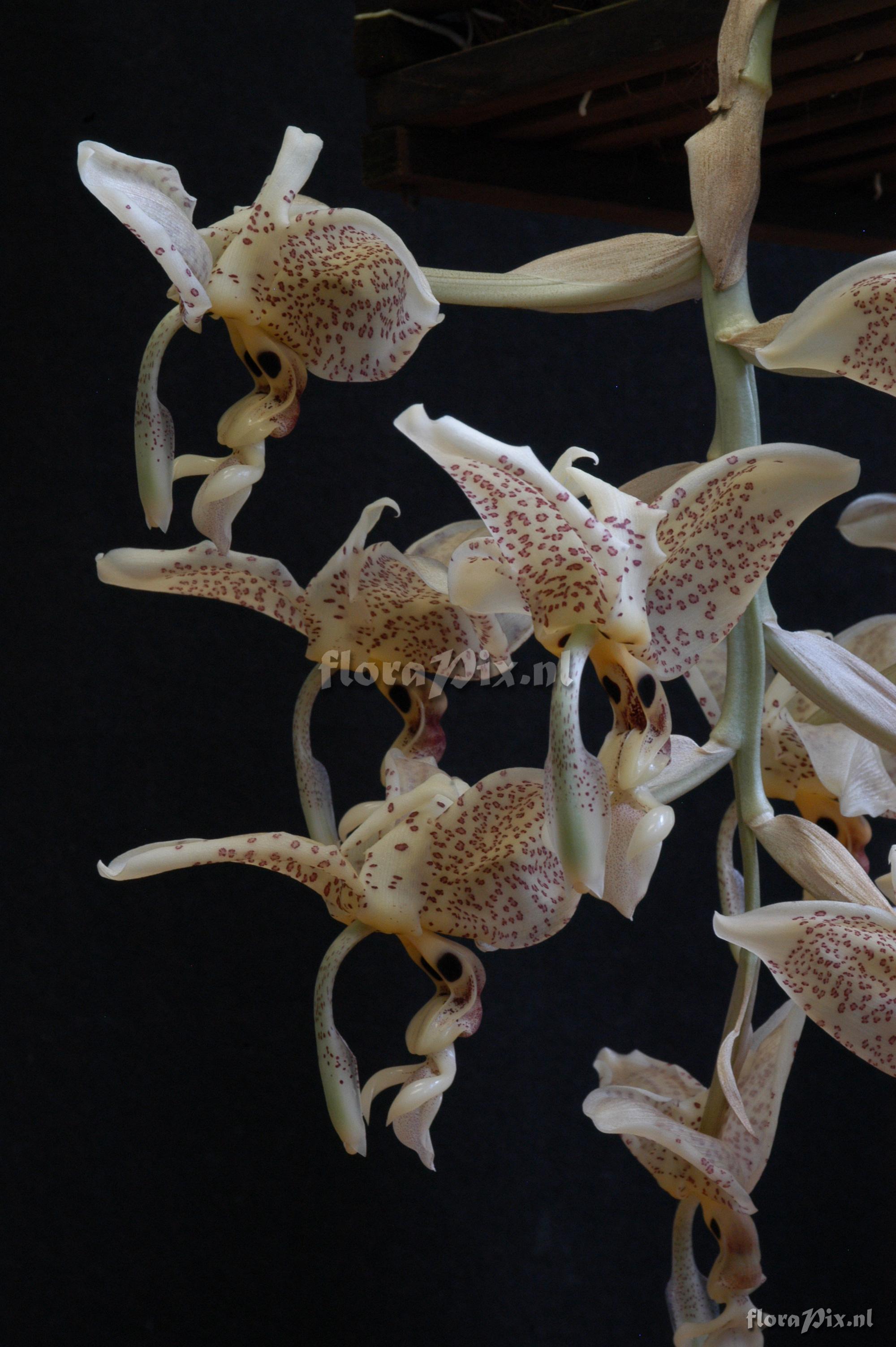 Stanhopea oculata 2004ZW01140  left