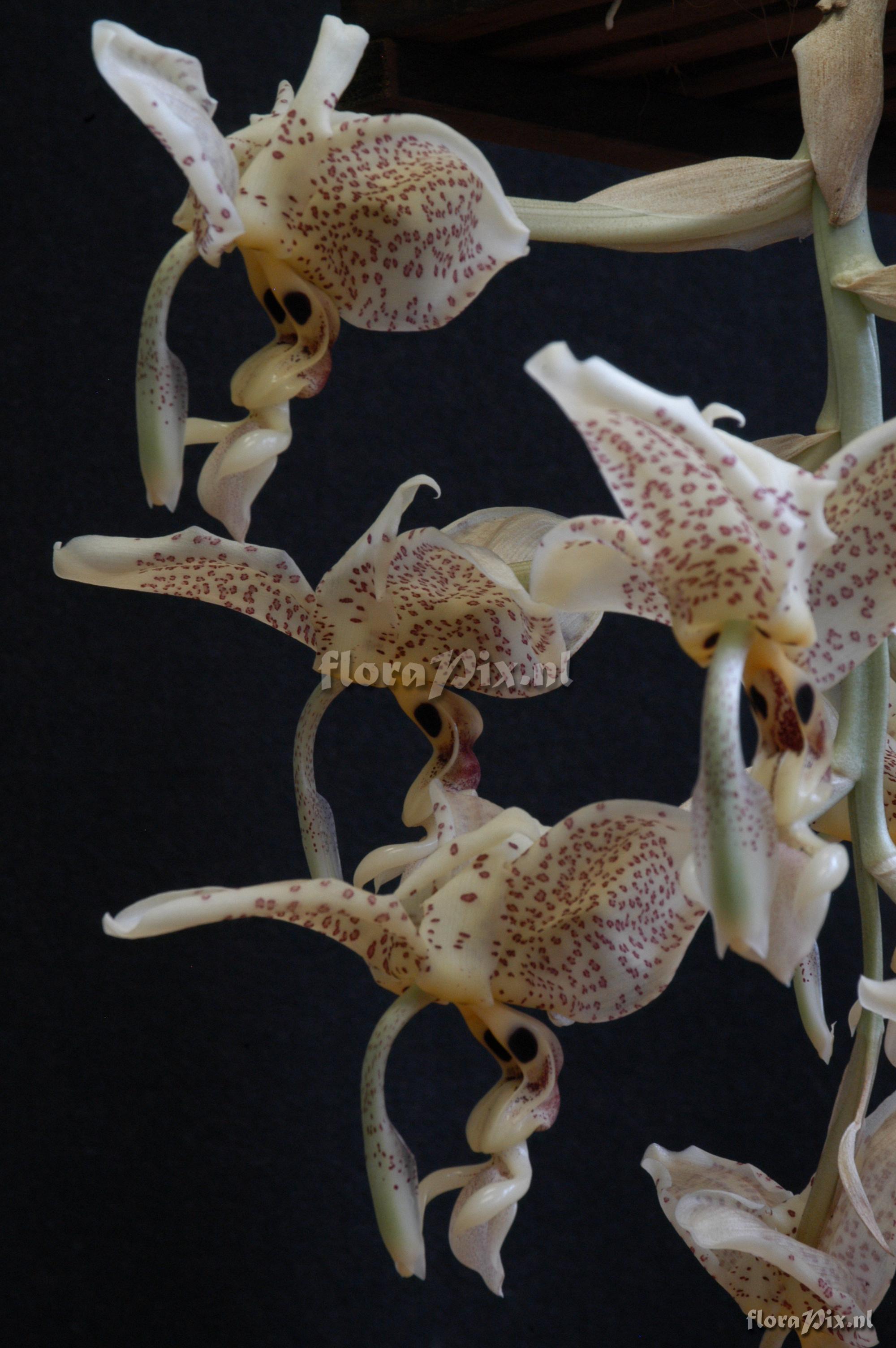 Stanhopea oculata