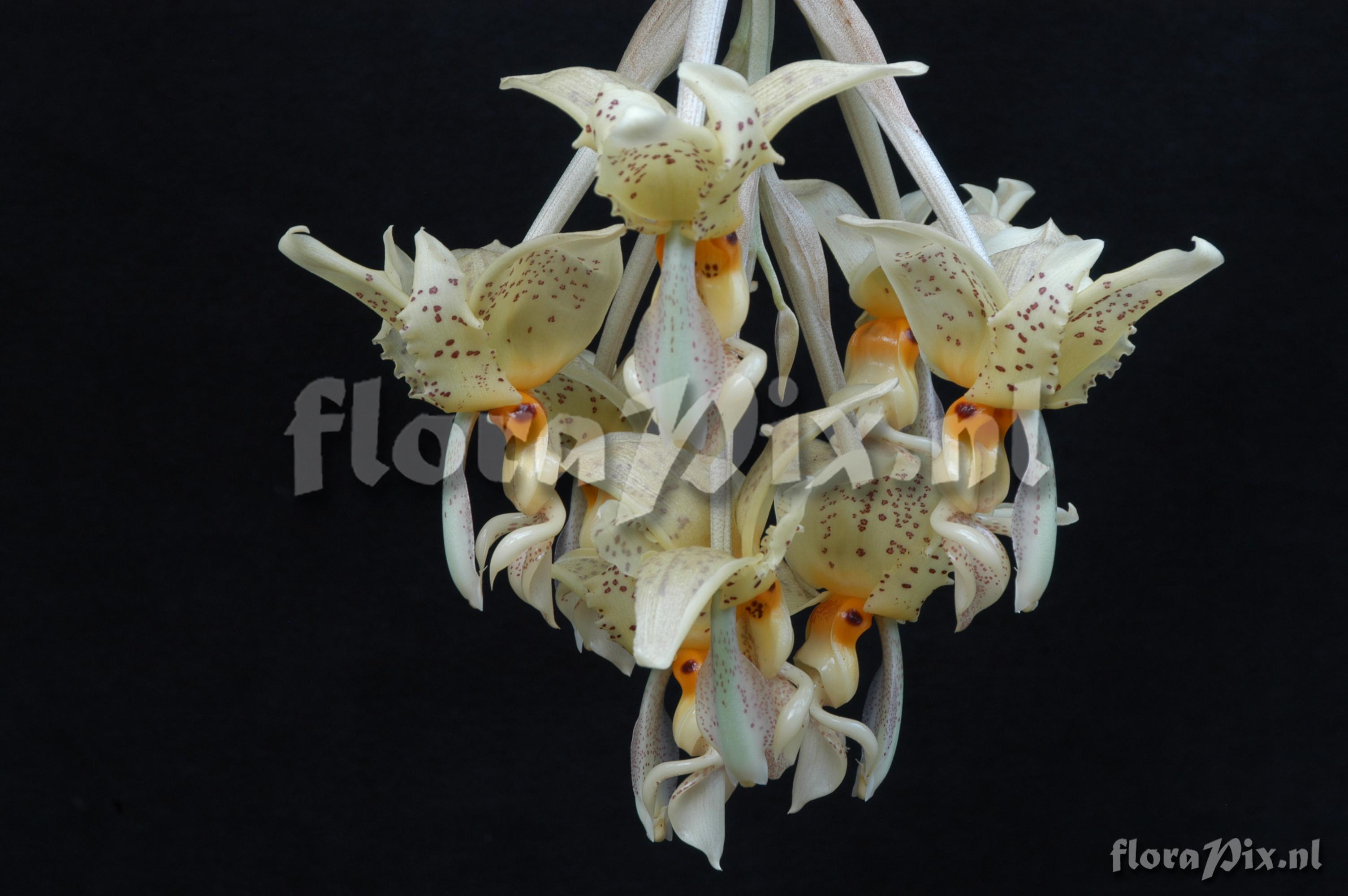 Stanhopea oculata