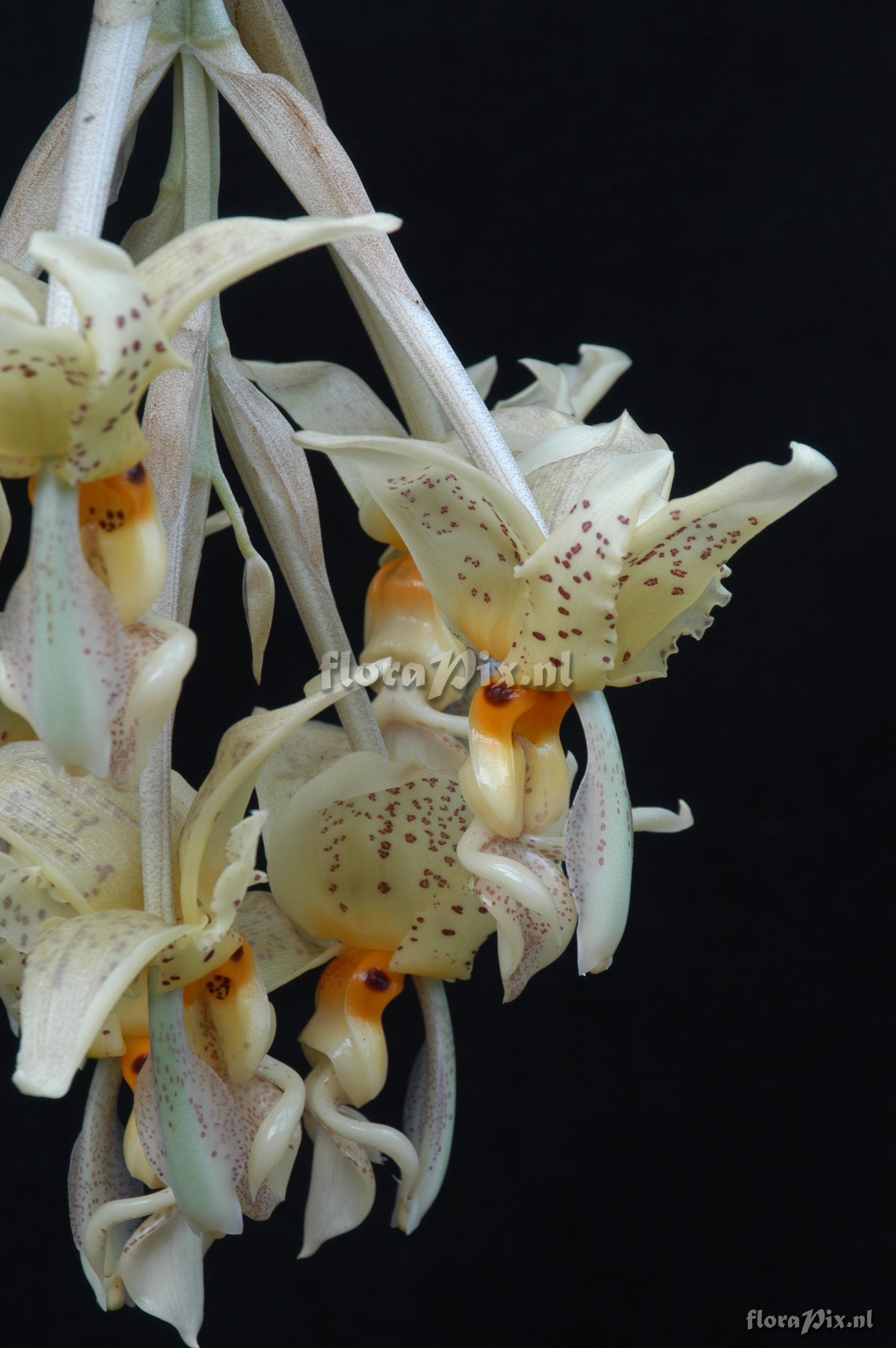 Stanhopea oculata