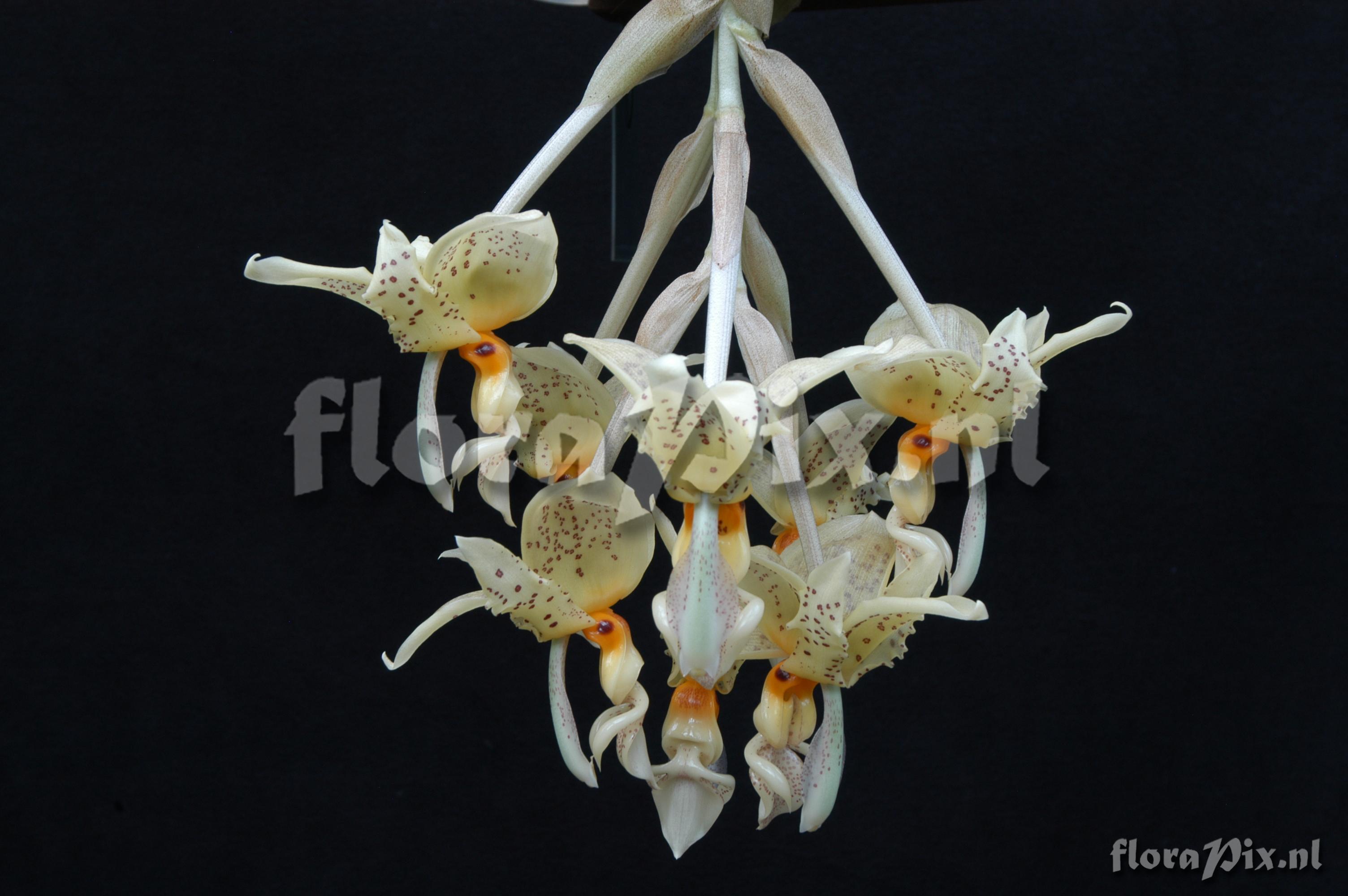 Stanhopea oculata