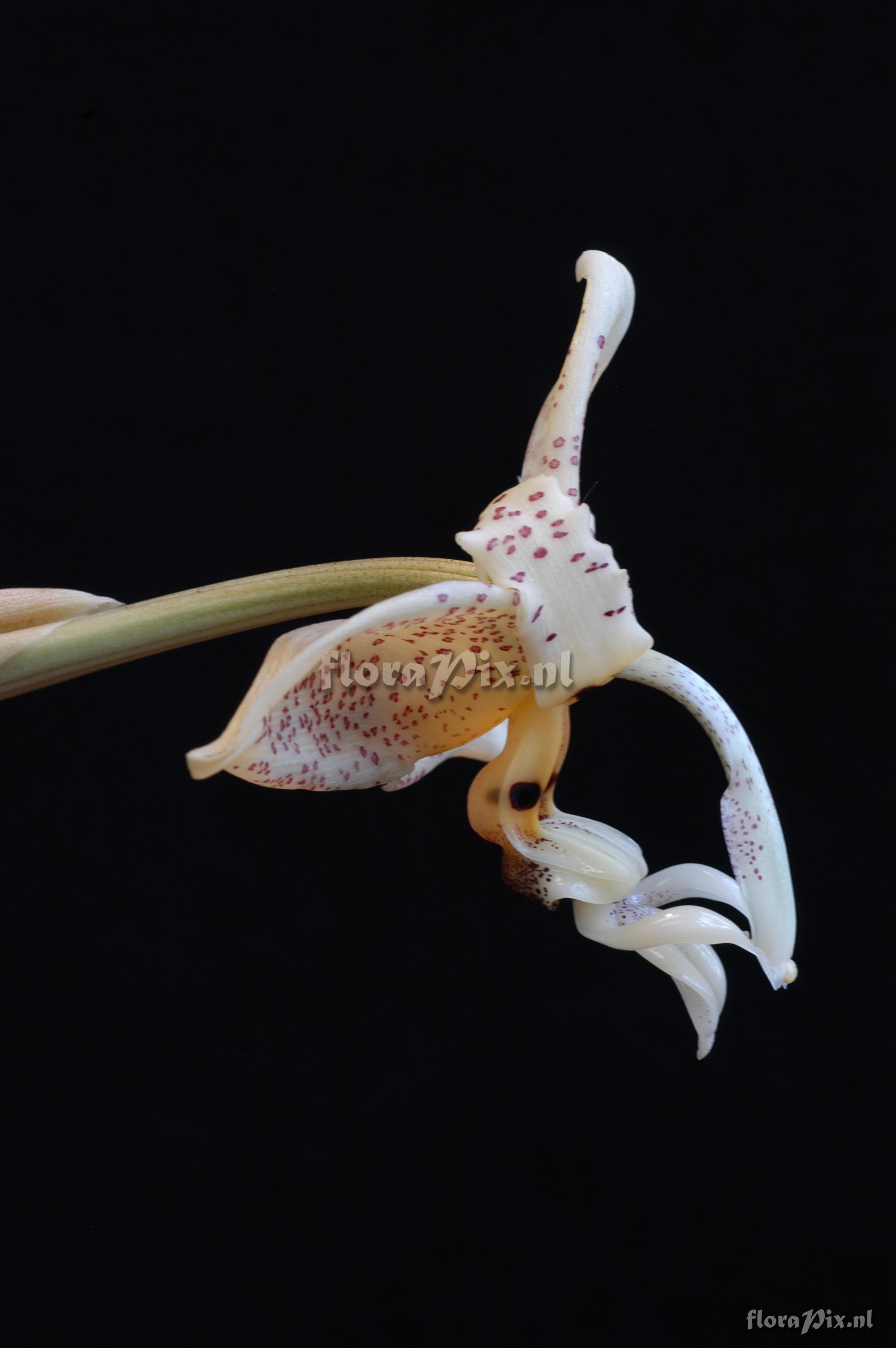 Stanhopea oculata