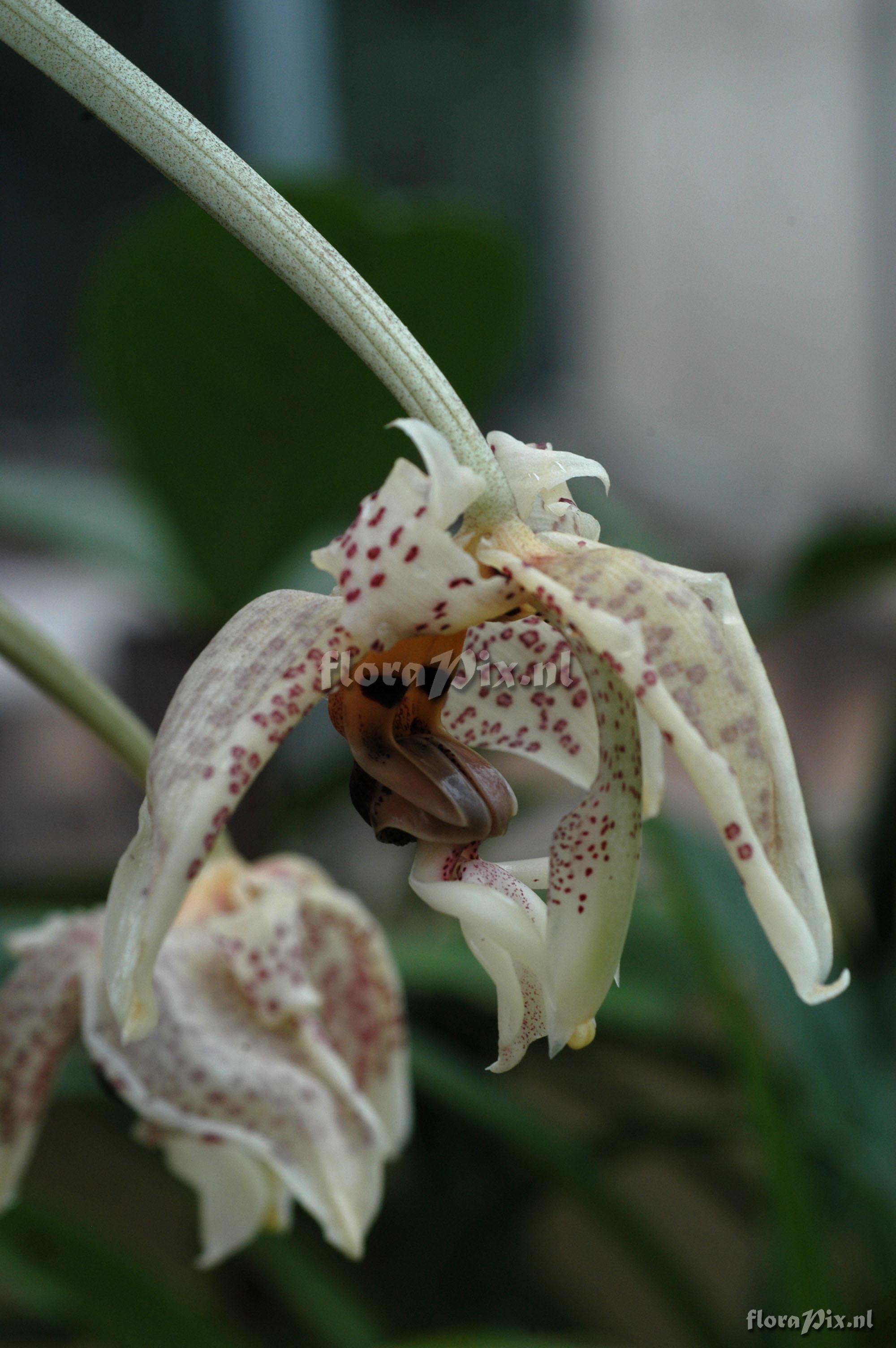 Stanhopea oculata