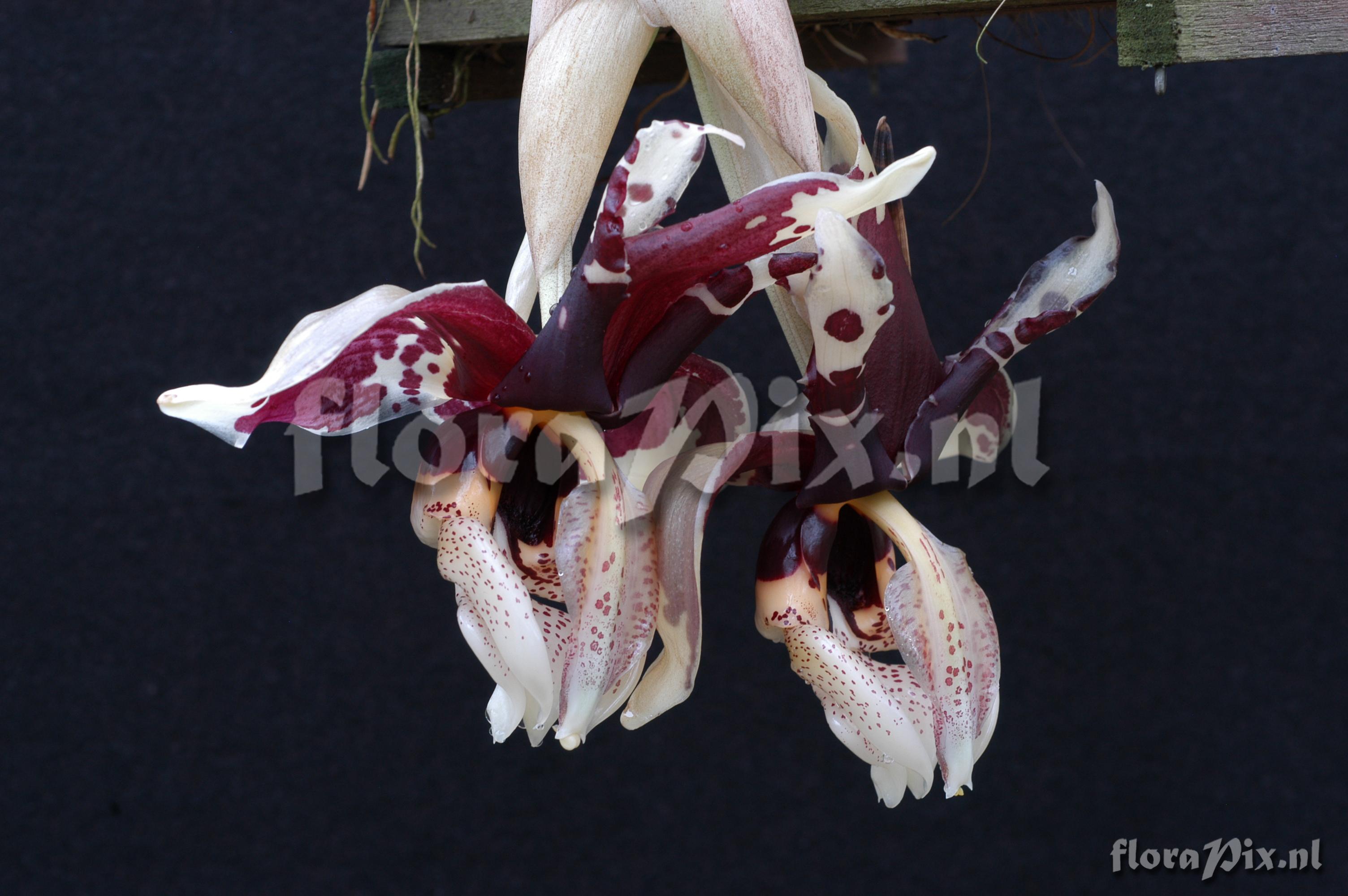 Stanhopea tigrina