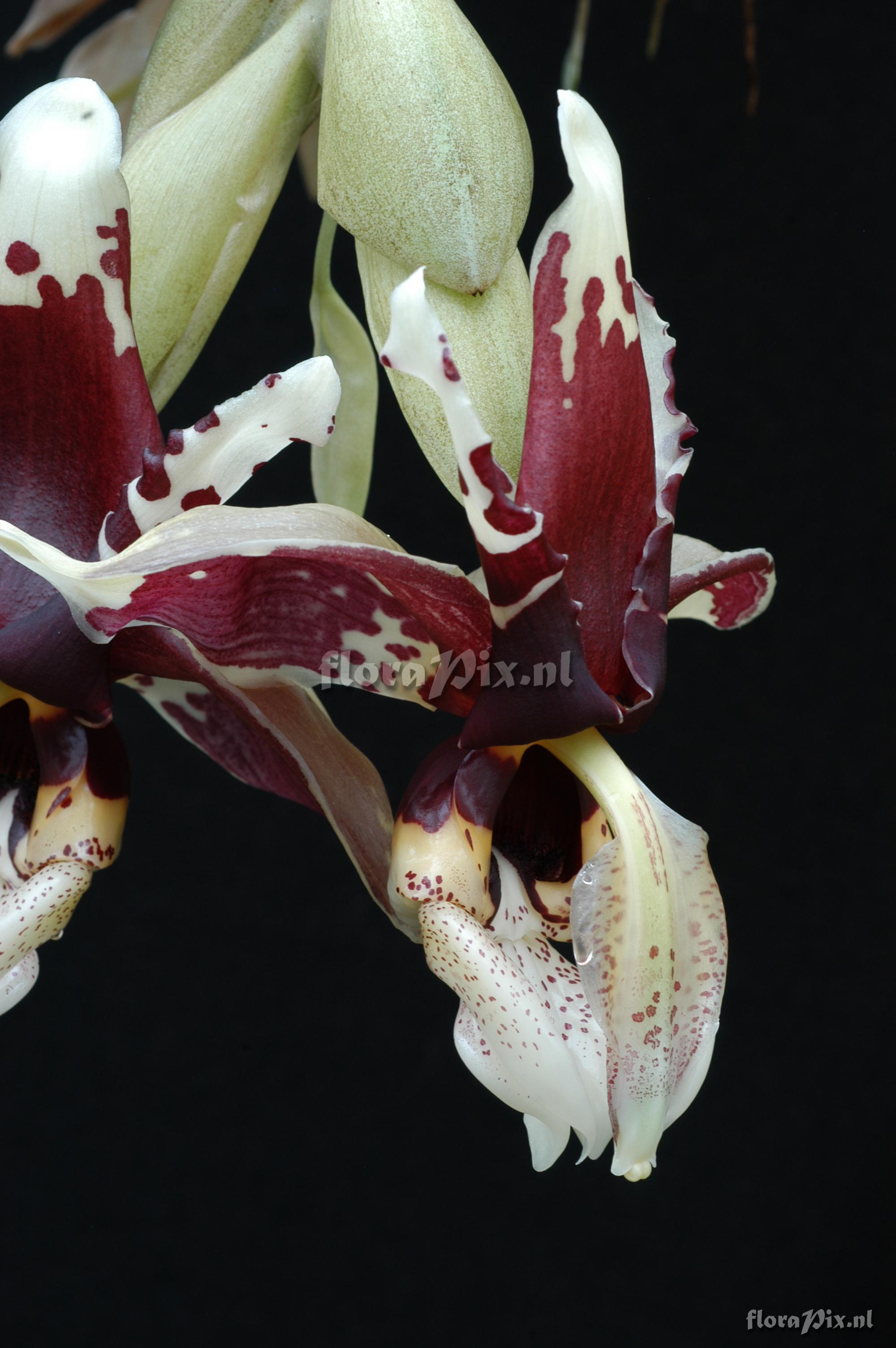 Stanhopea tigrina