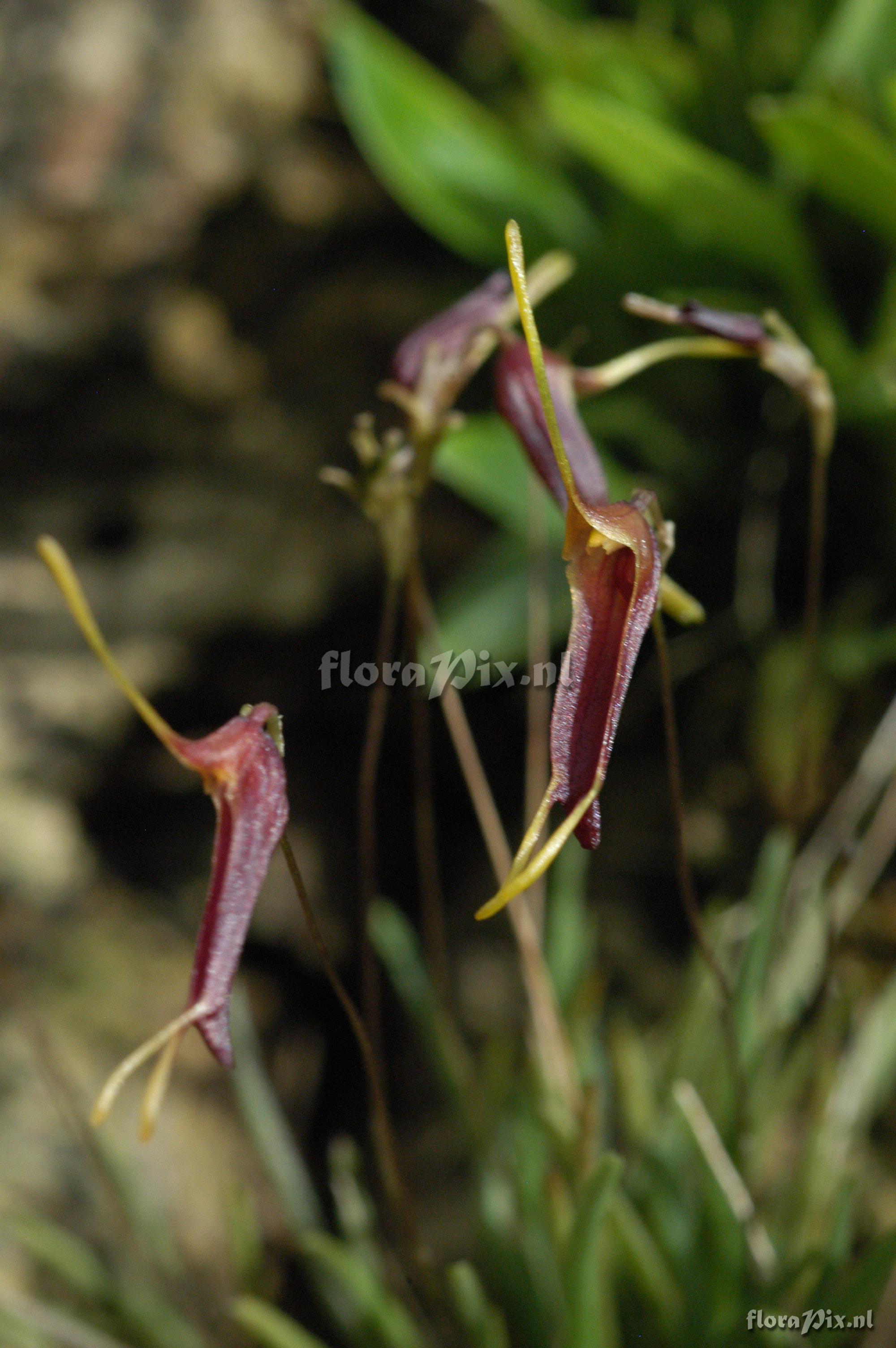 Trisetella triaristella