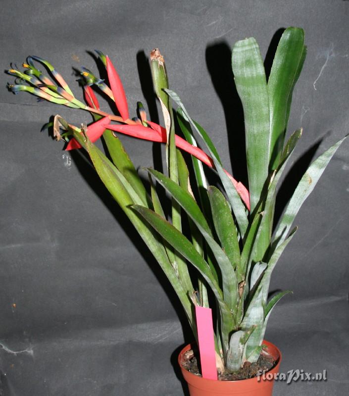 Billbergia morelii