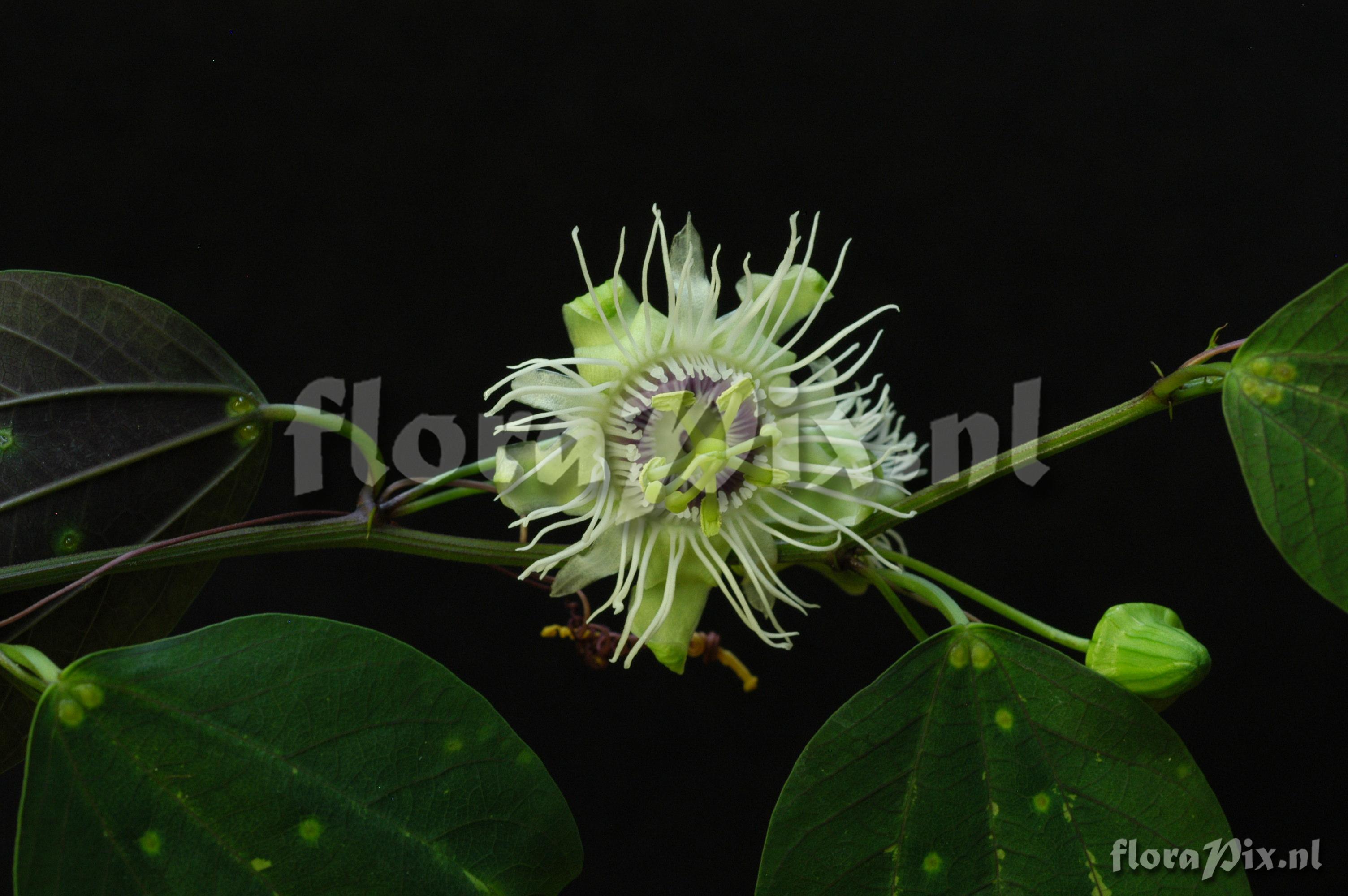 Passiflora cf. vespertilio