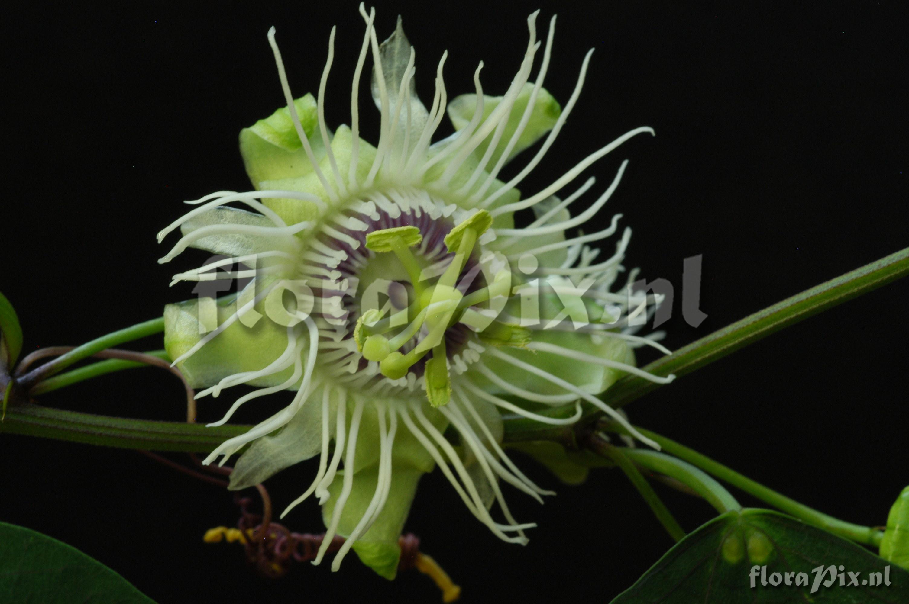 Passiflora cf. vespertilio