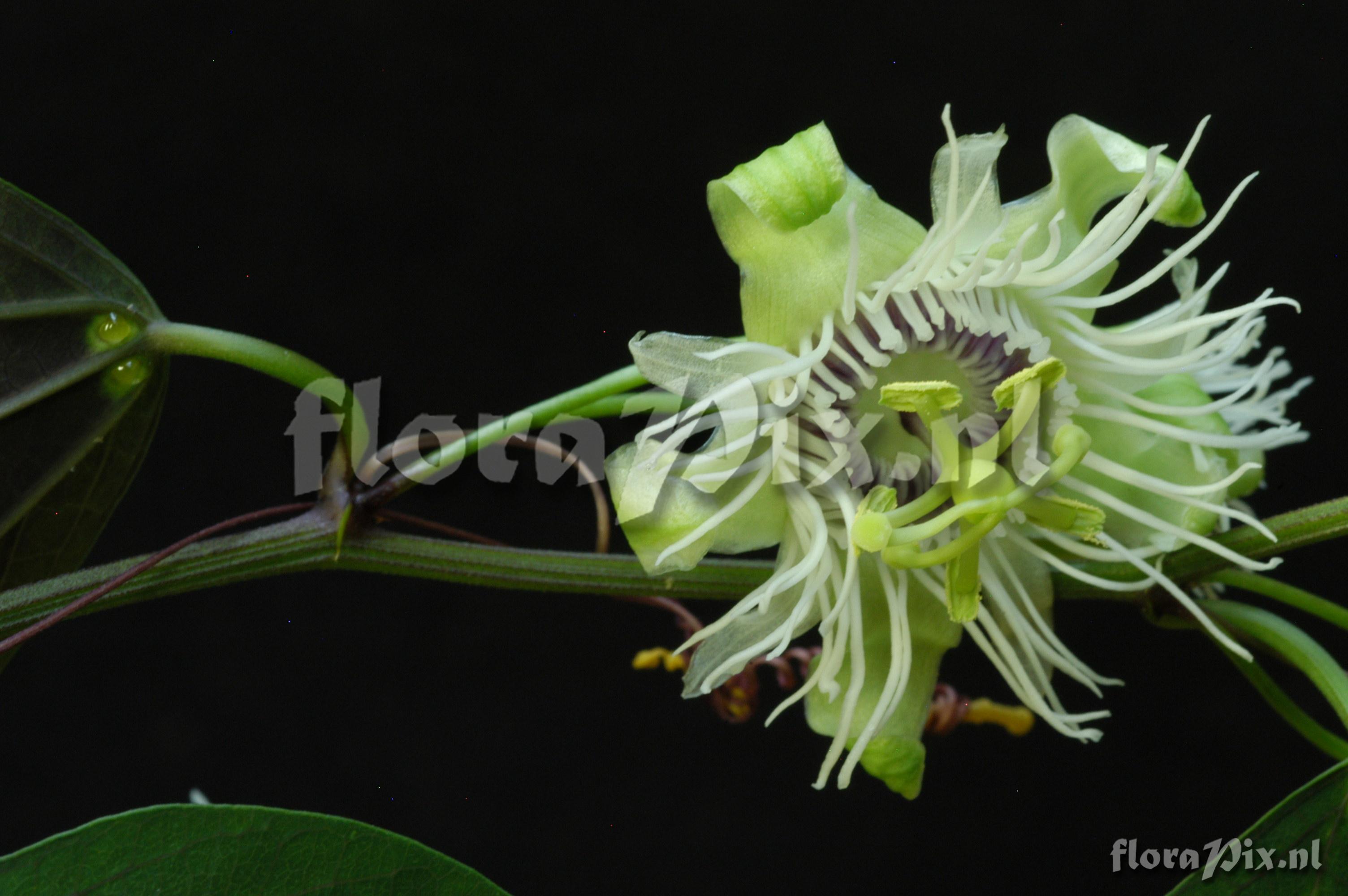 Passiflora cf. vespertilio