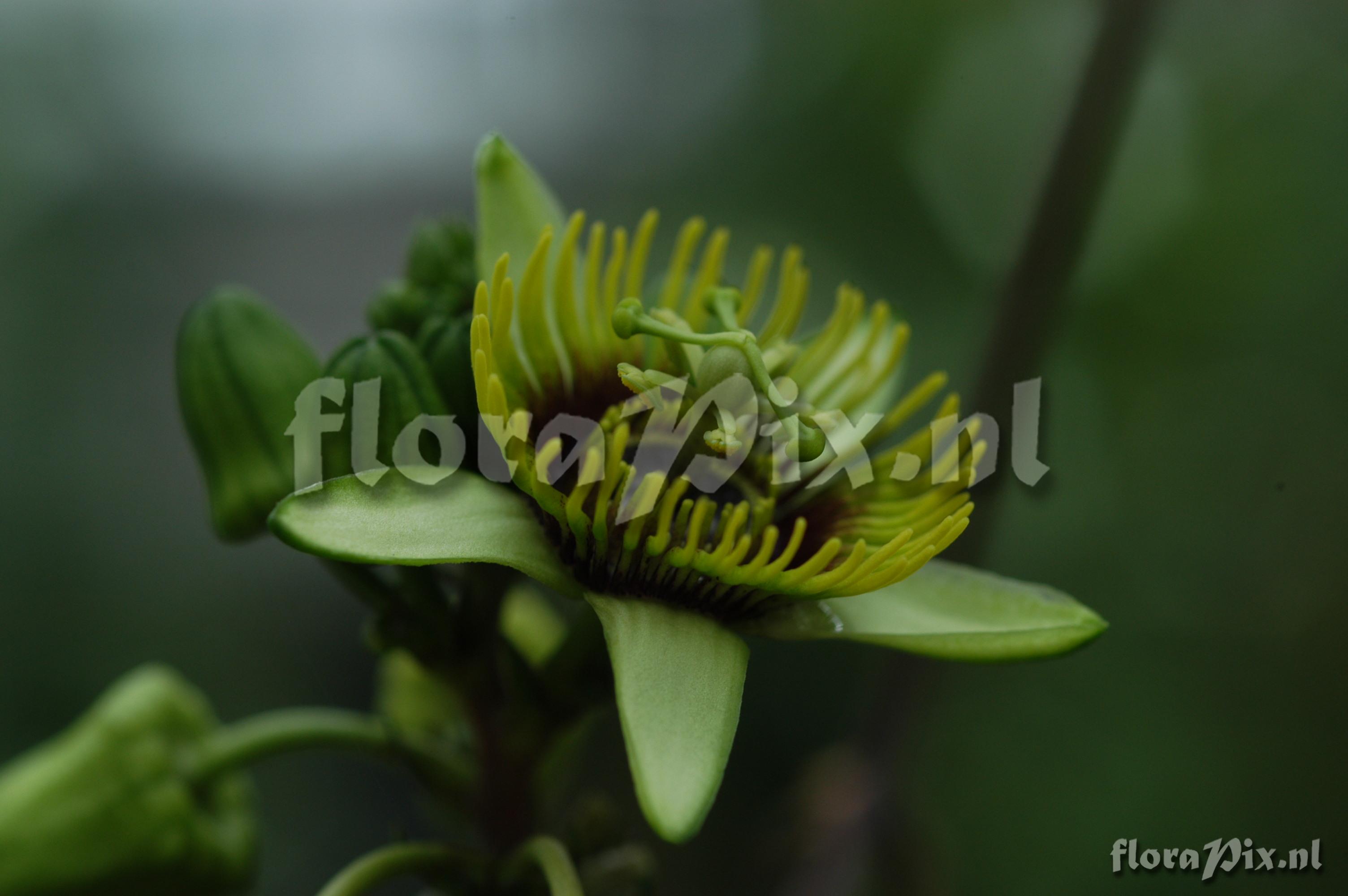 Passiflora coriacea