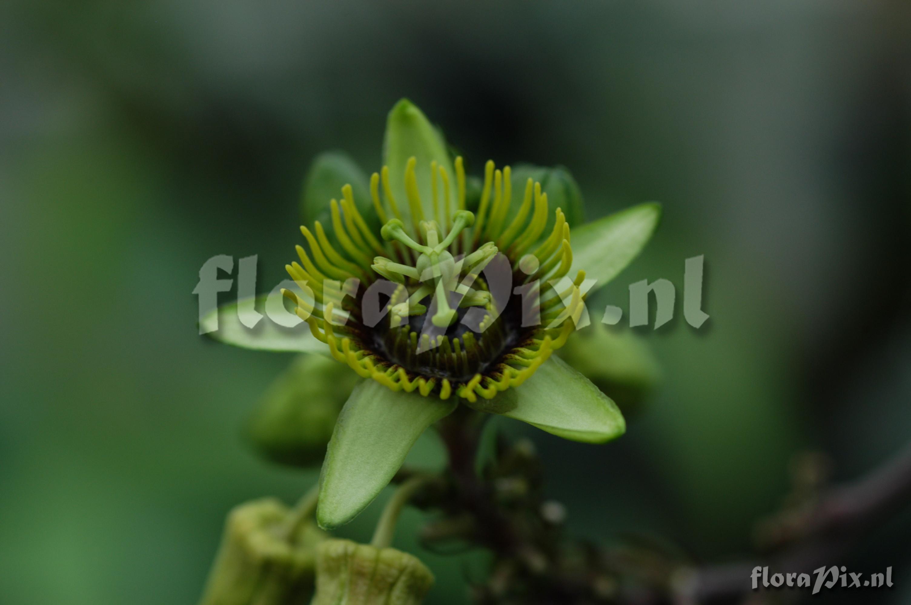 Passiflora coriacea