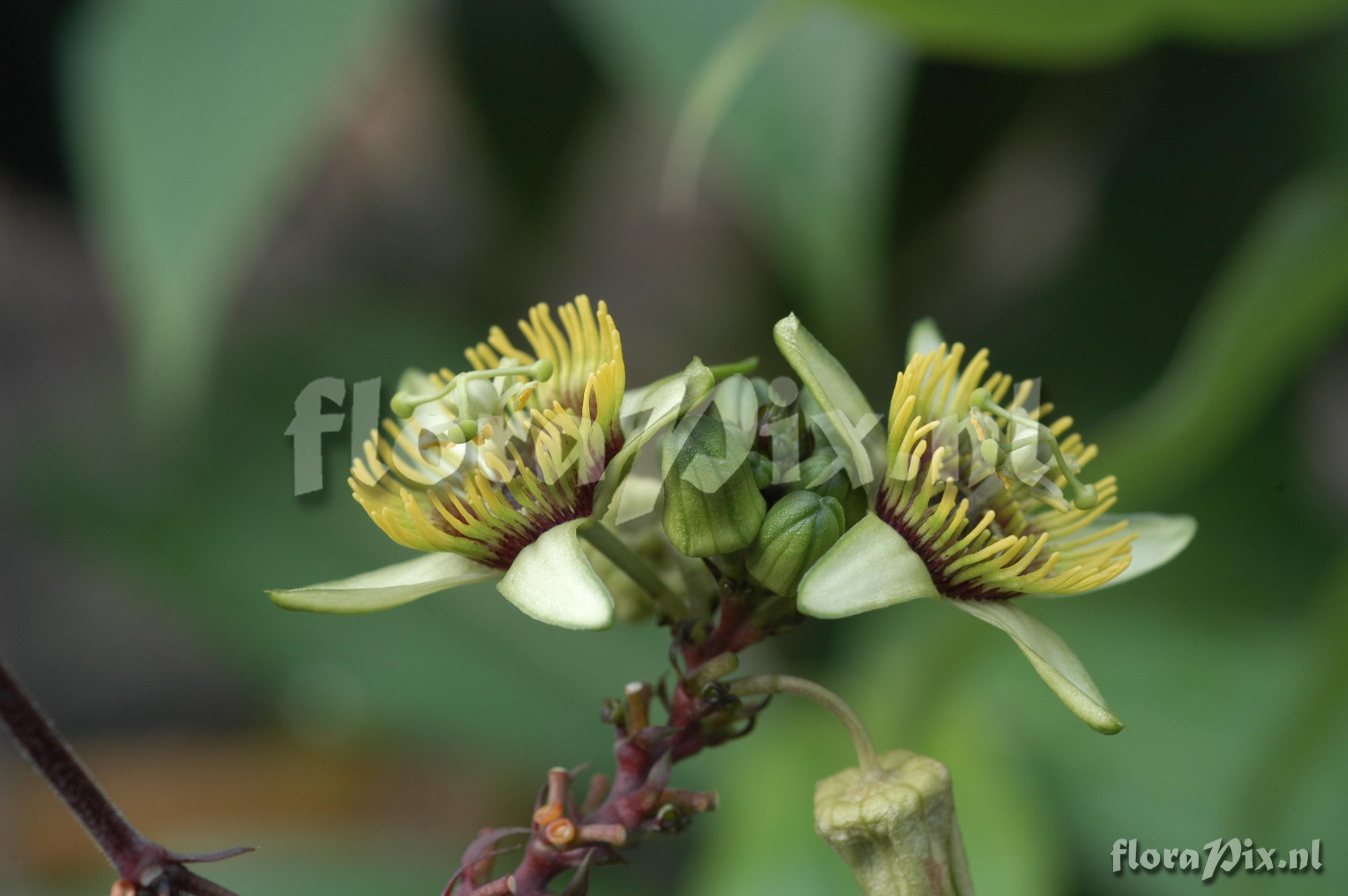 Passiflora