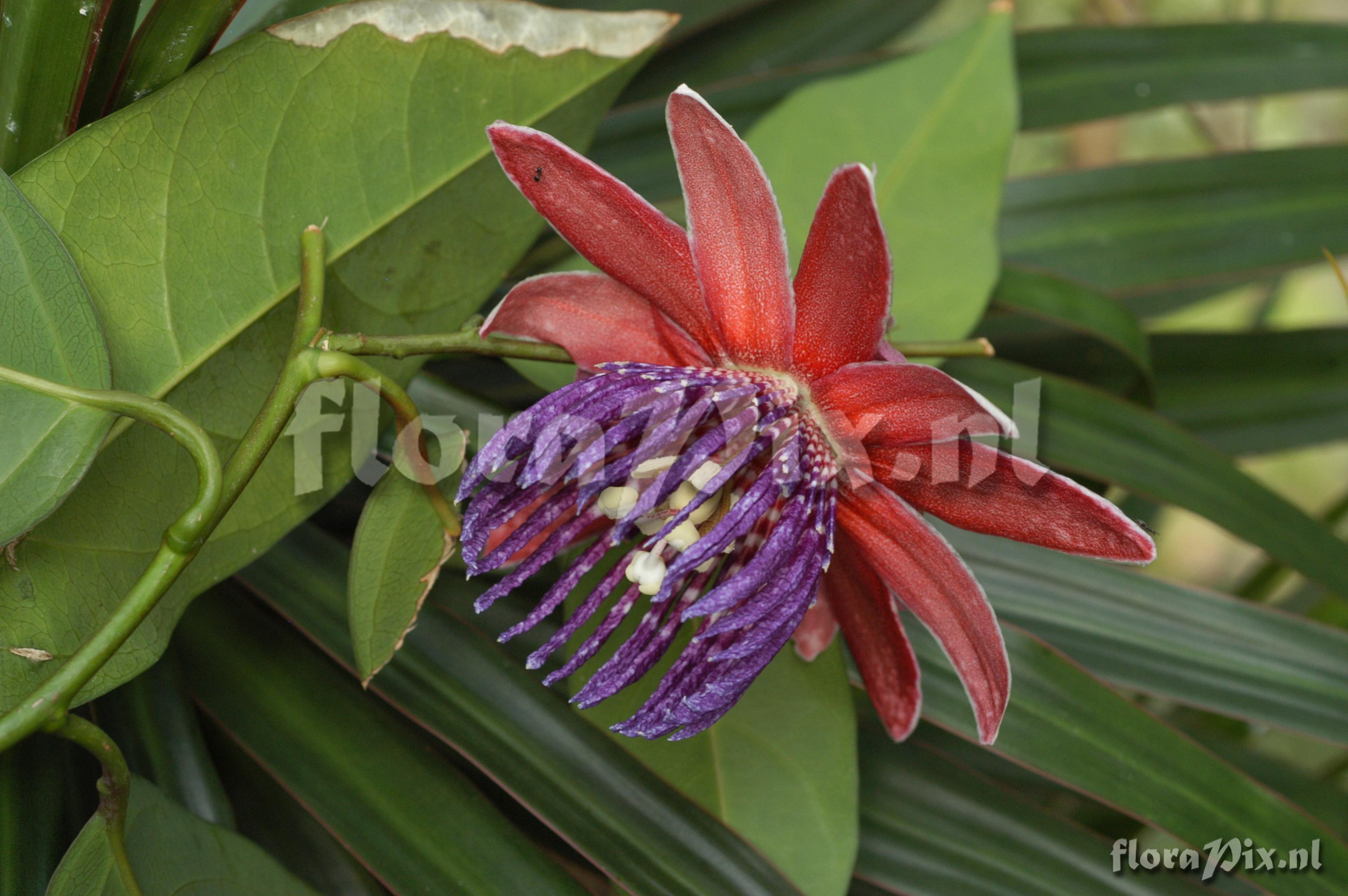 Passiflora rufostipulata