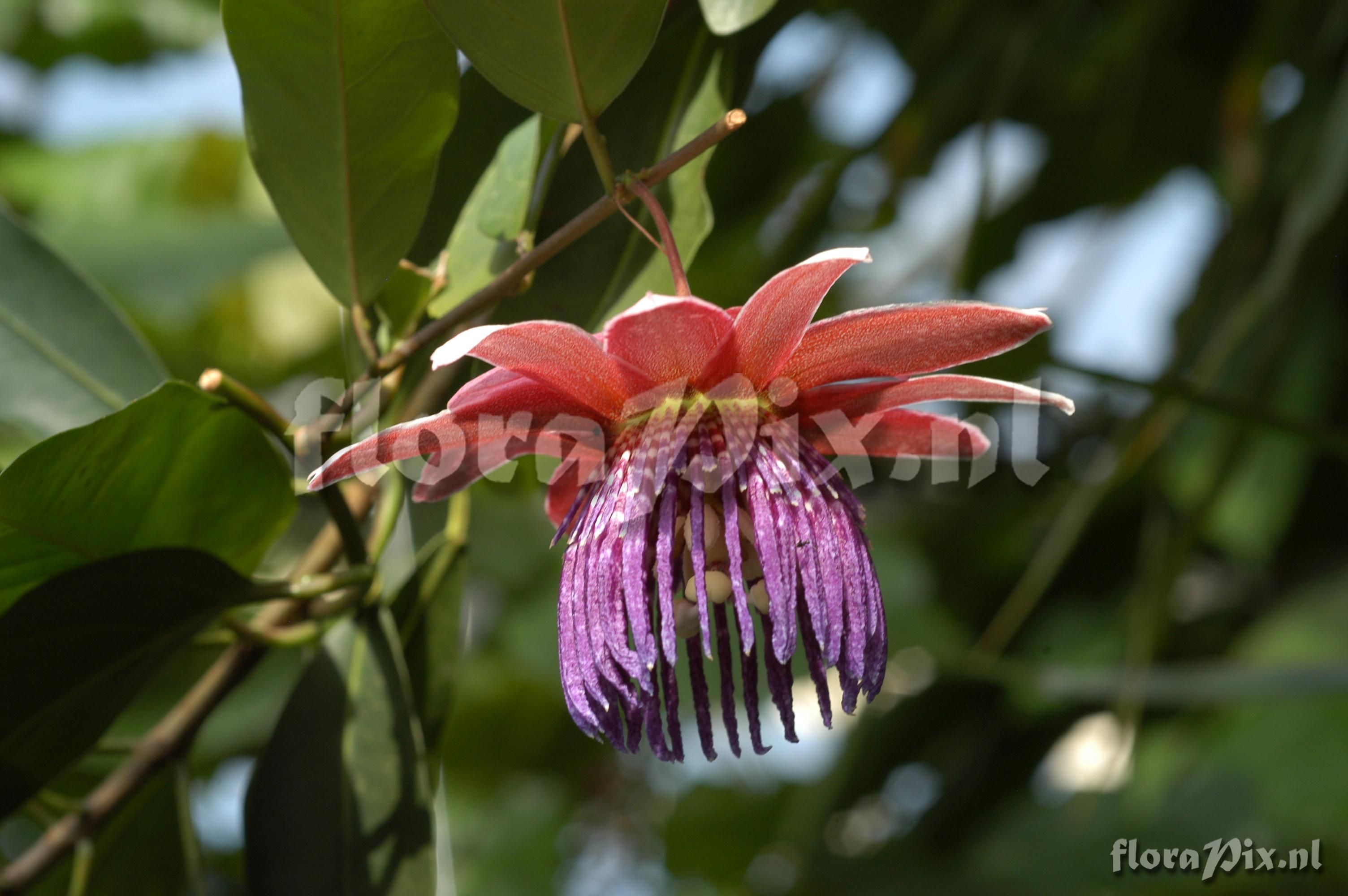 Passiflora rufostipulata