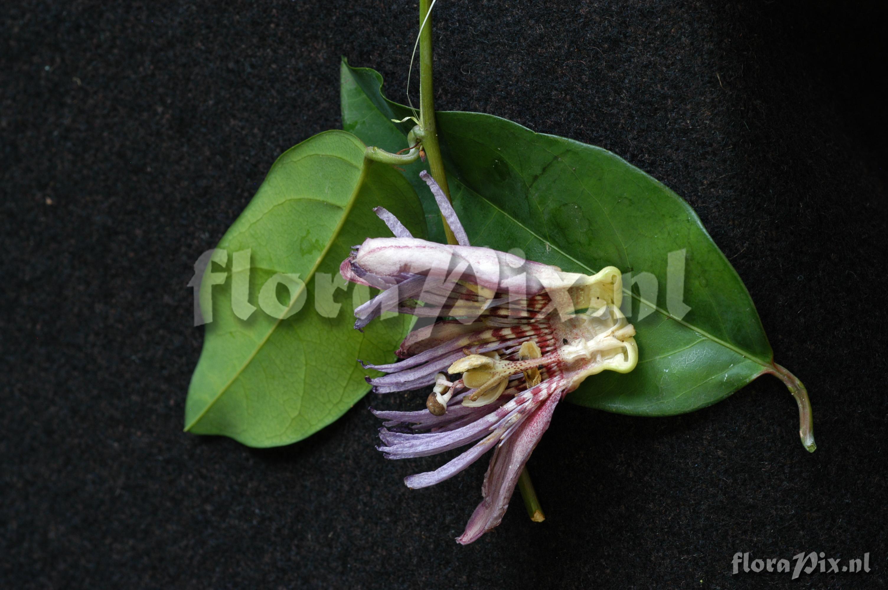 Passiflora rufostipulata