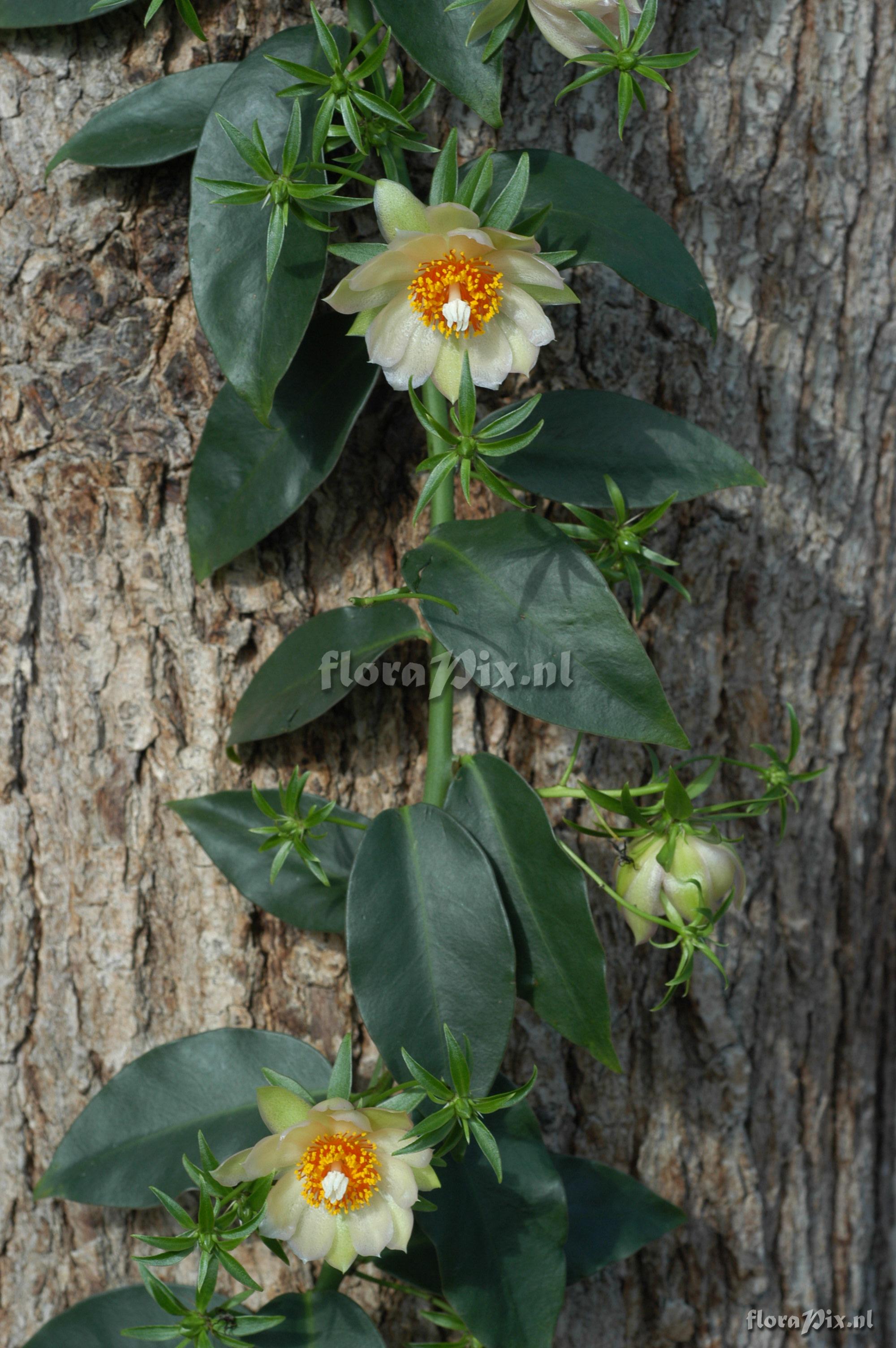 Pereskia aculeata