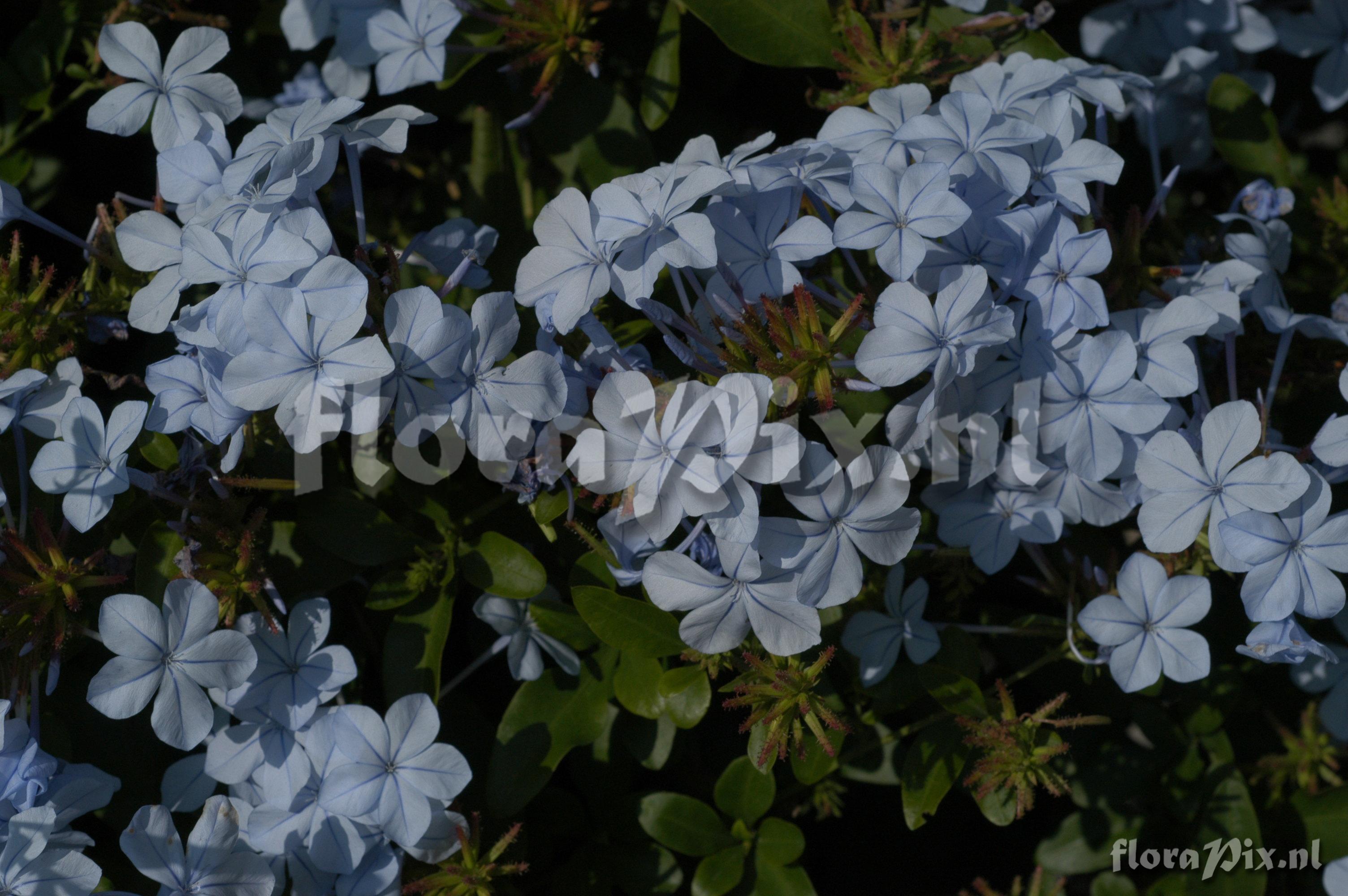 Plumbago auriculata