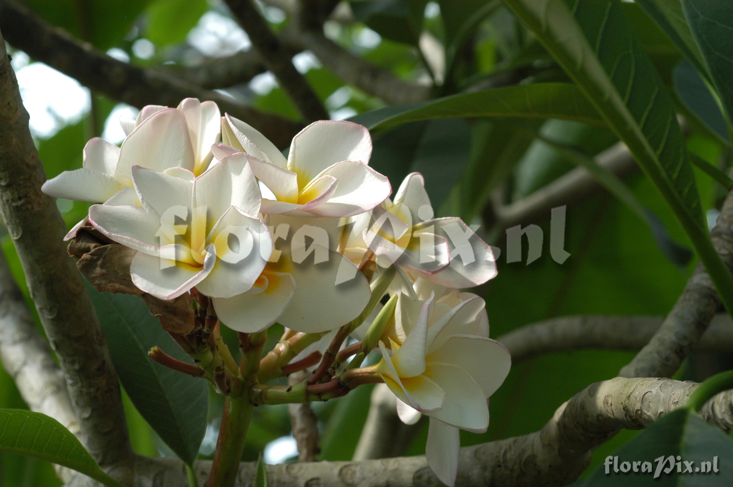 Plumeria rubra f. rubra