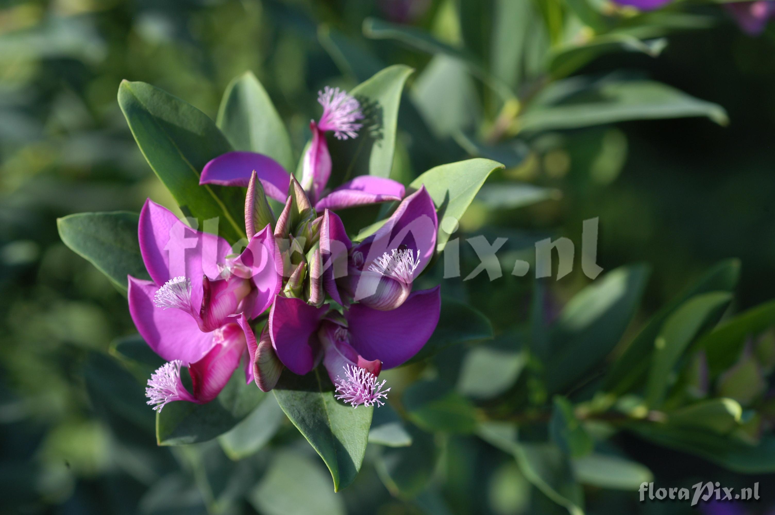 Polygala myrtifolia