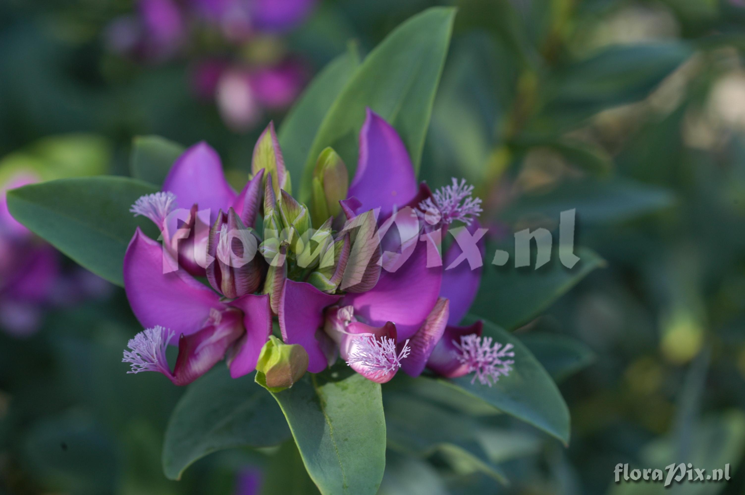 Polygala myrtifolia