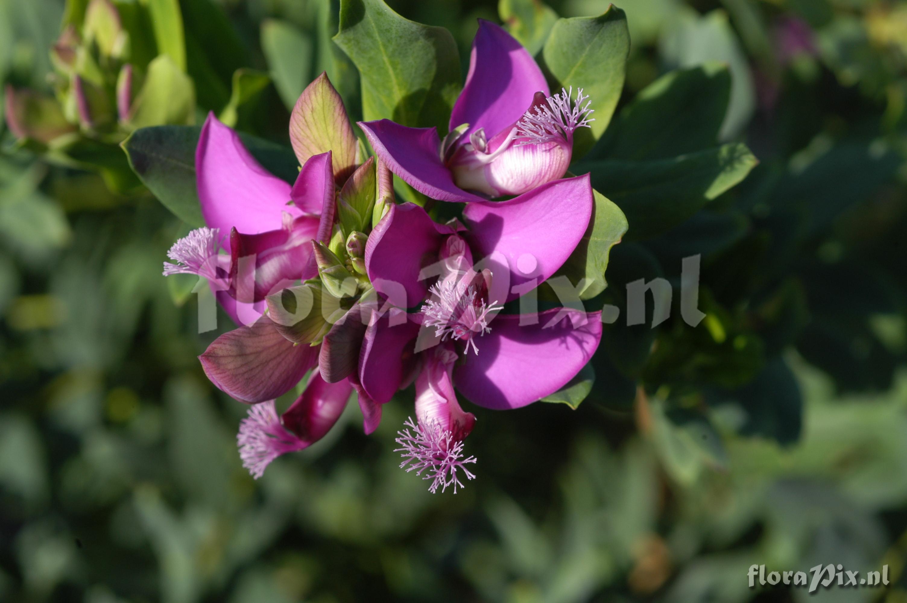 Polygala myrtifolia