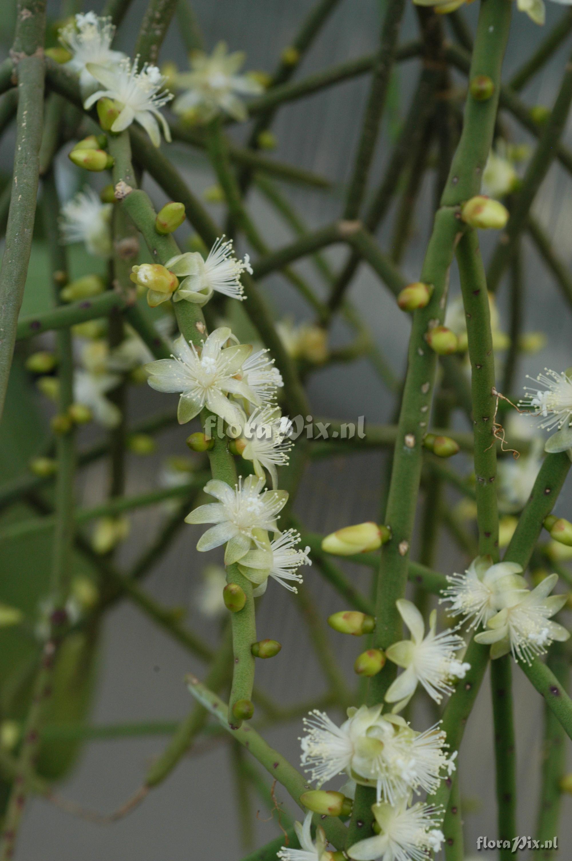 Rhipsalis hadrosoma