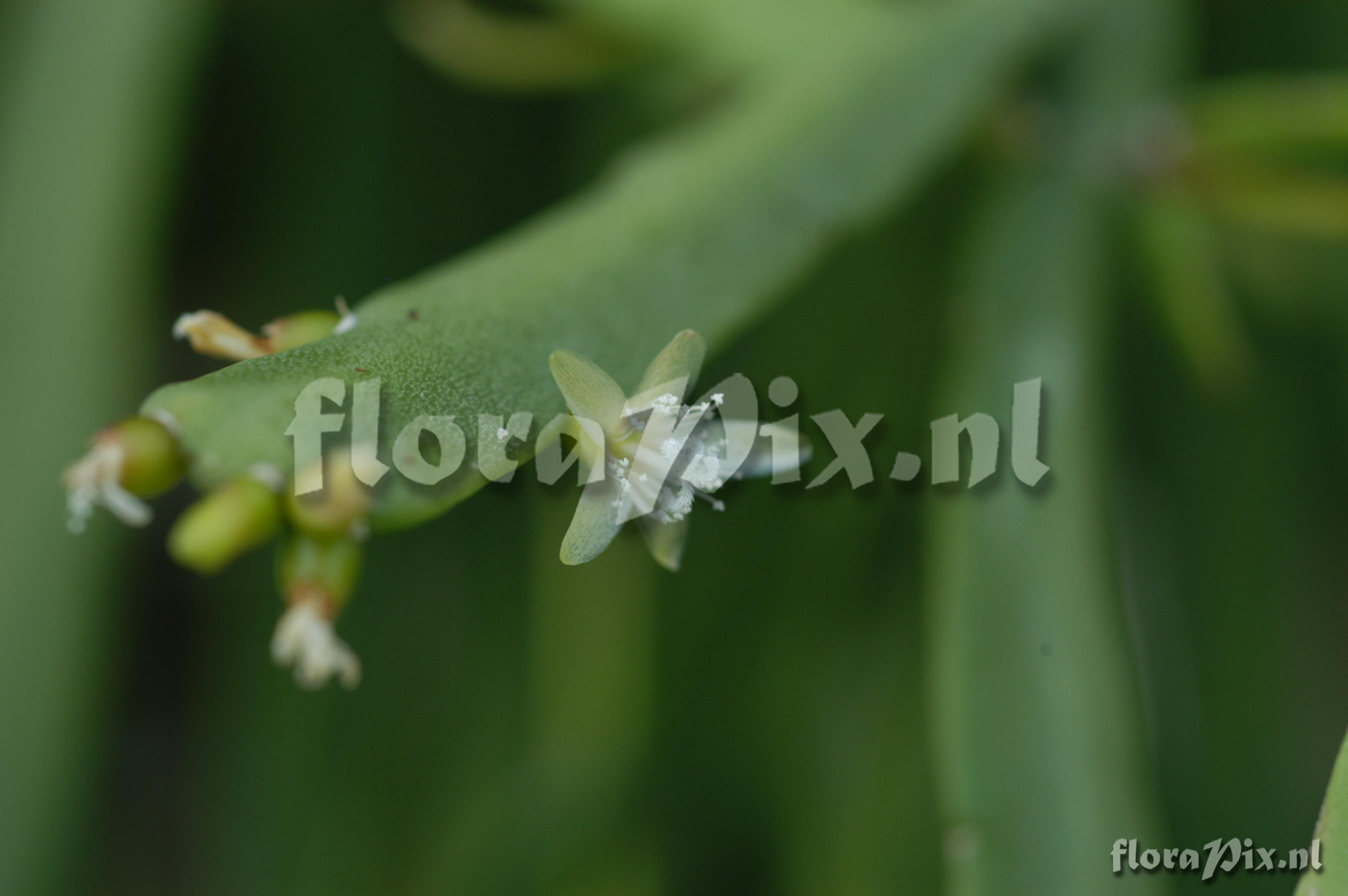 Rhipsalis micrantha