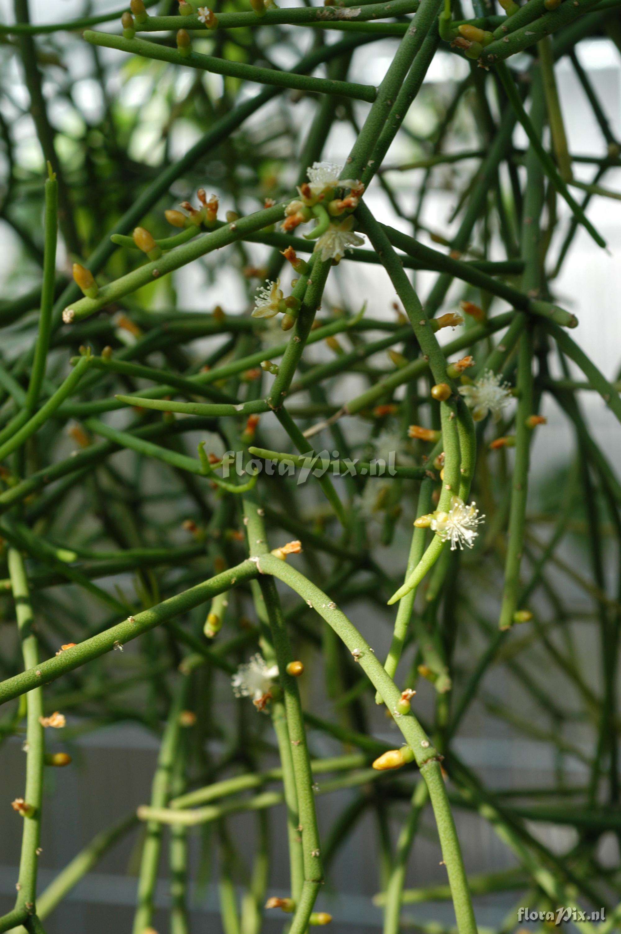 Rhipsalis neves-armondii