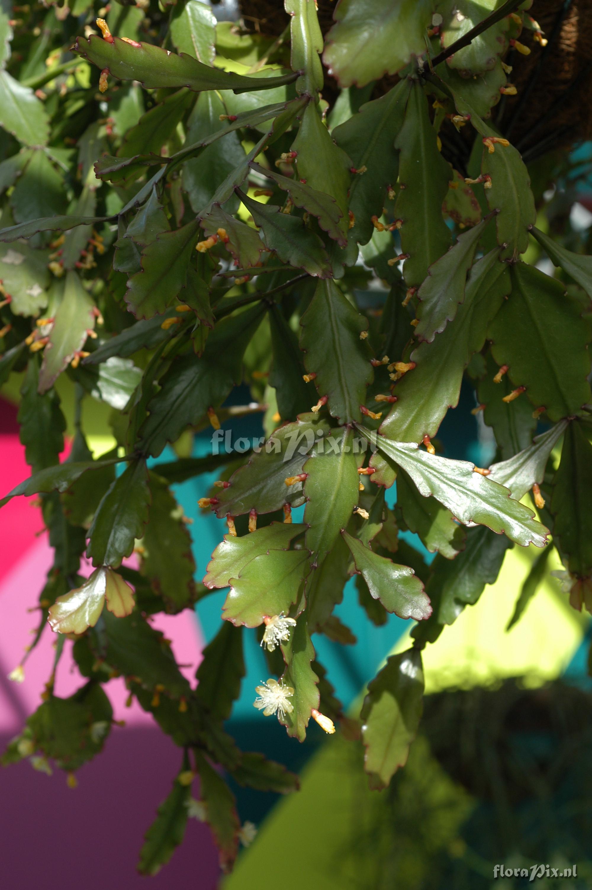 Rhipsalis platycarpa