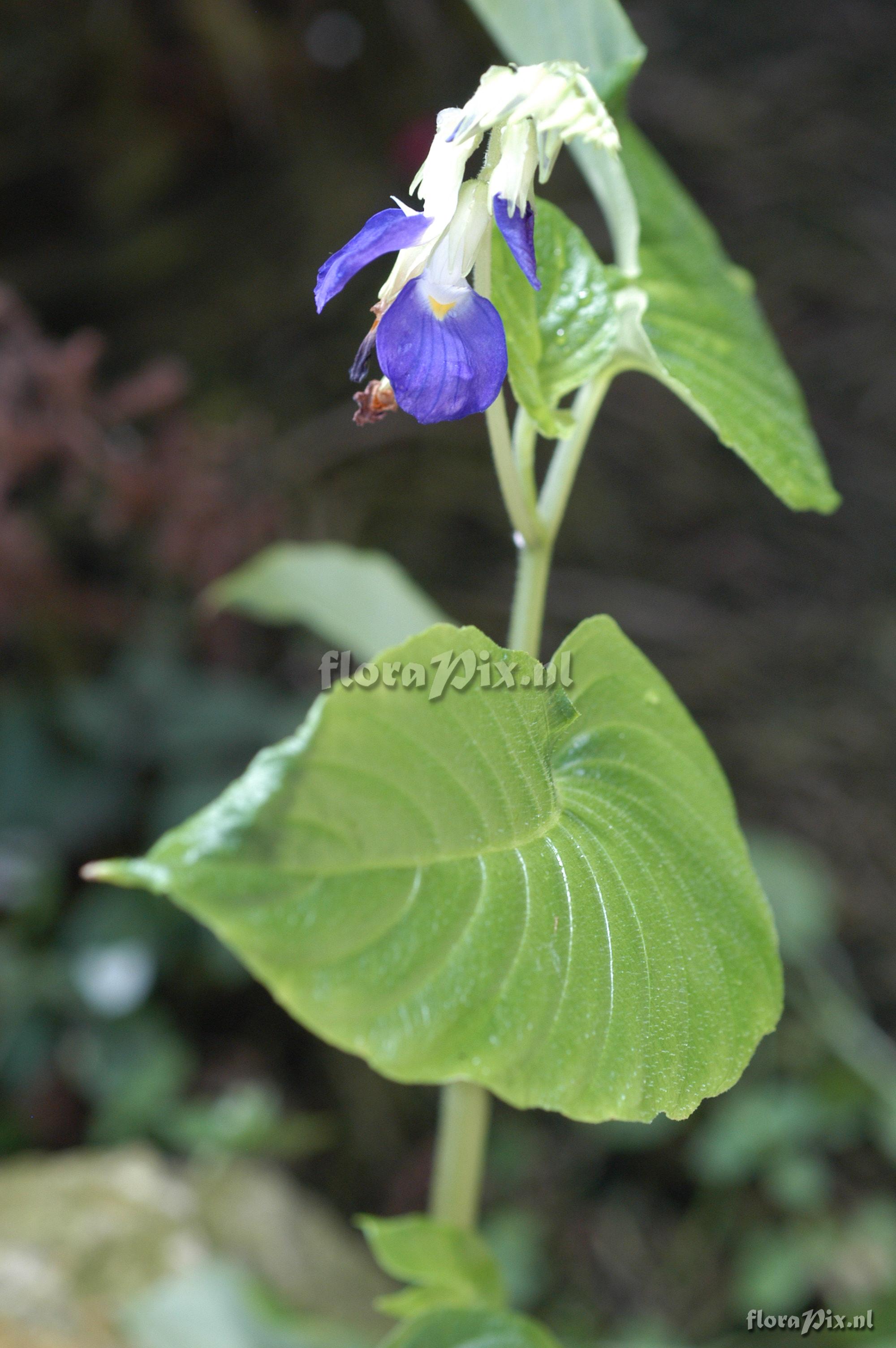 Rhynchoglossum notonianum