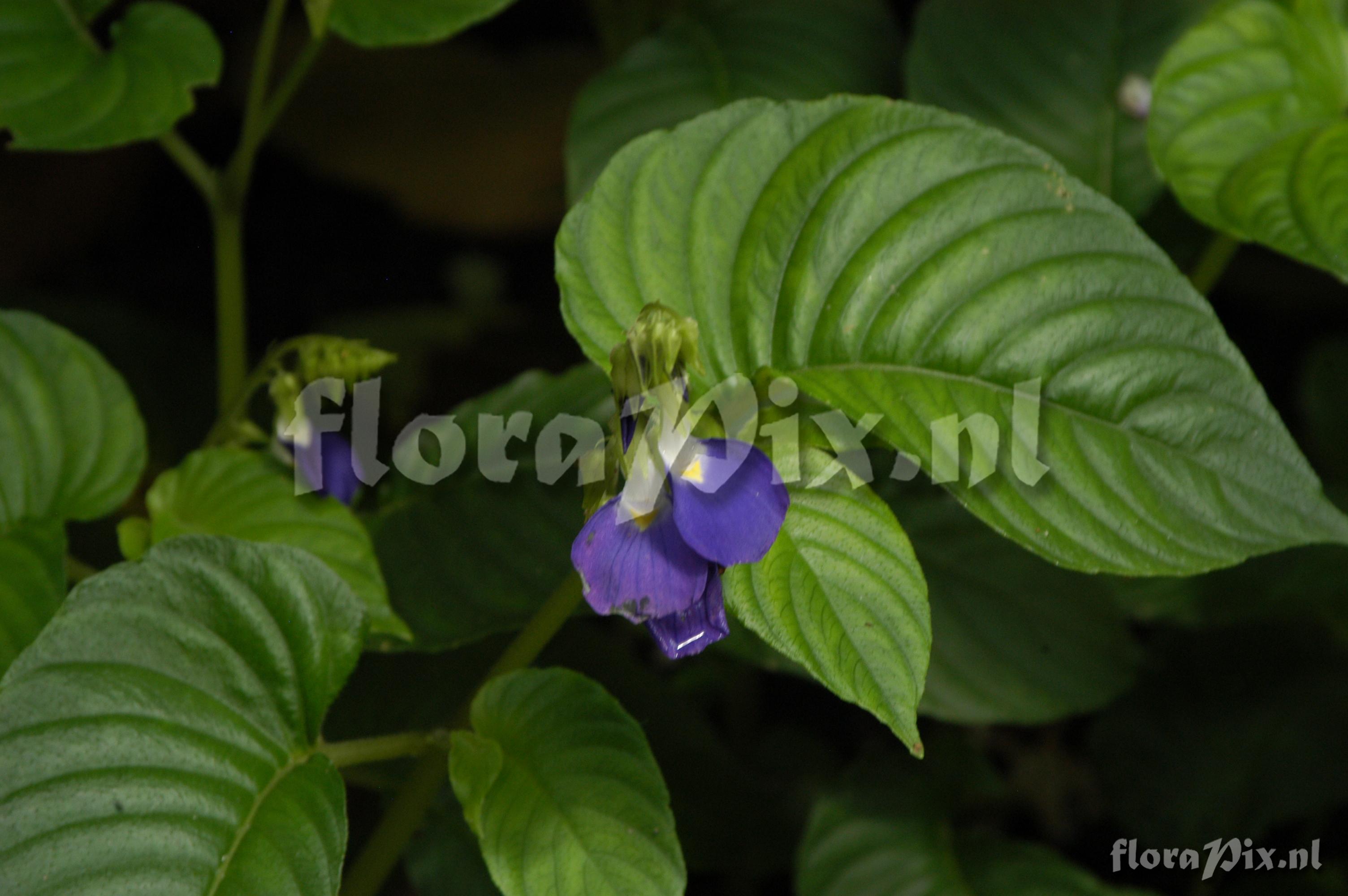 Rhynchoglossum notonianum 1986GR00050