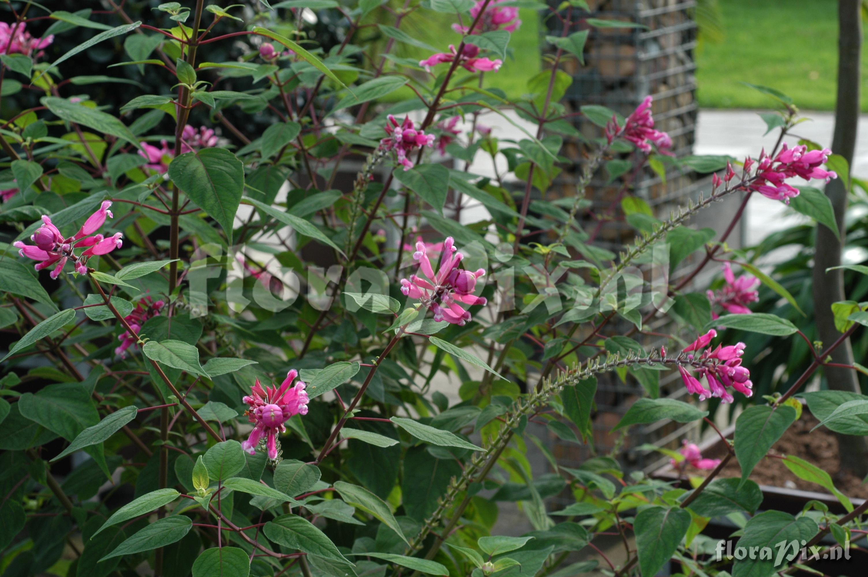 Salvia involucrata