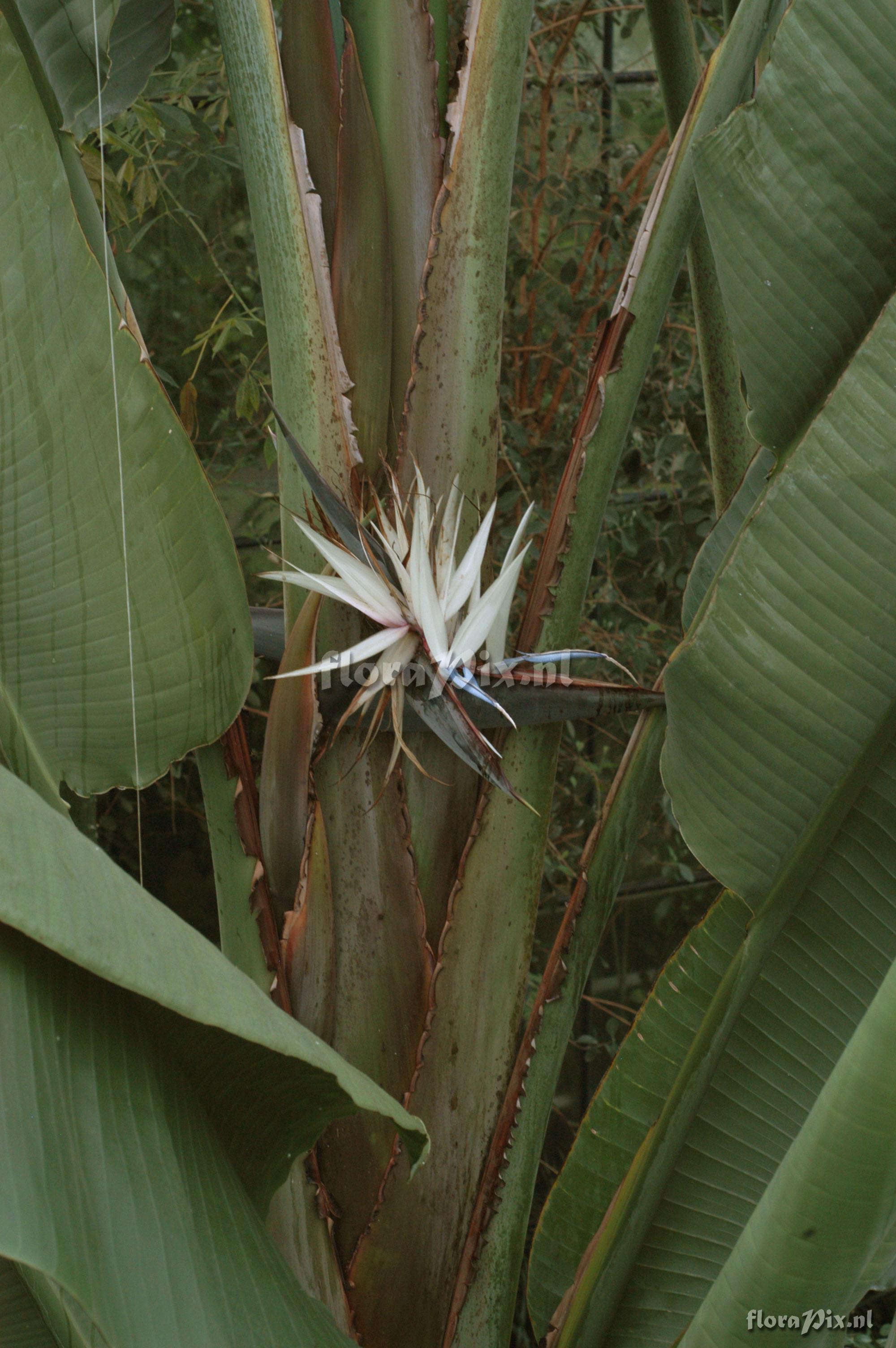 Strelitzia alba