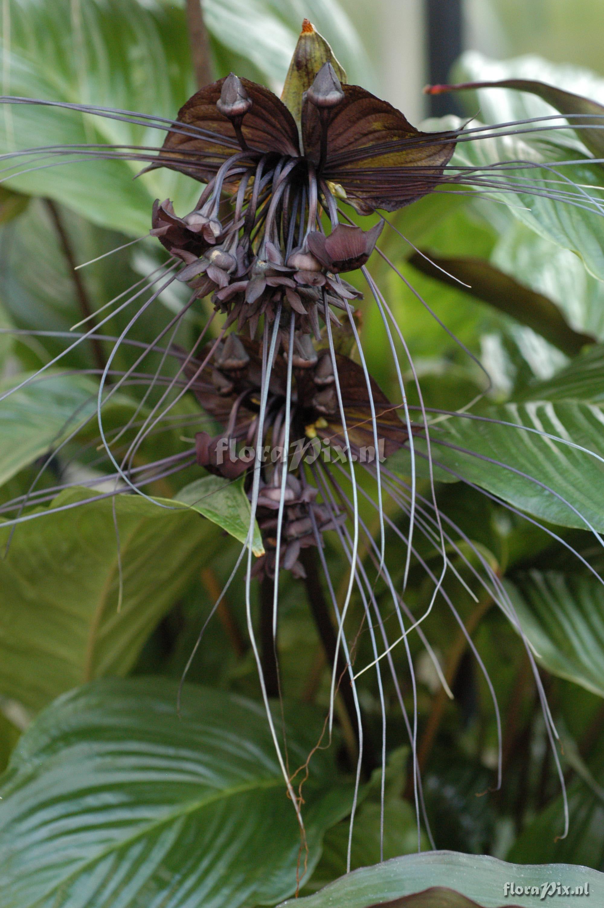 Tacca chantrieri