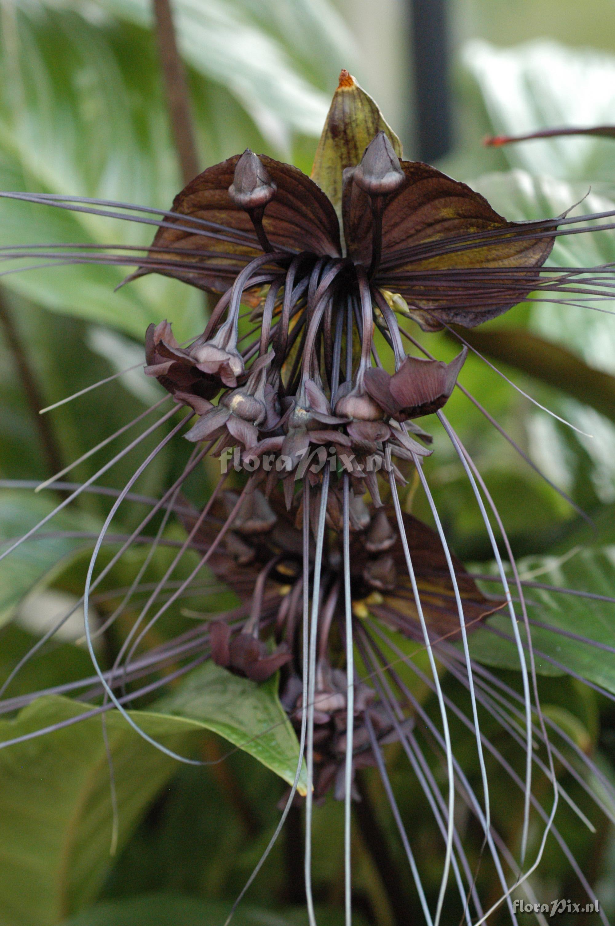 Tacca chantrieri