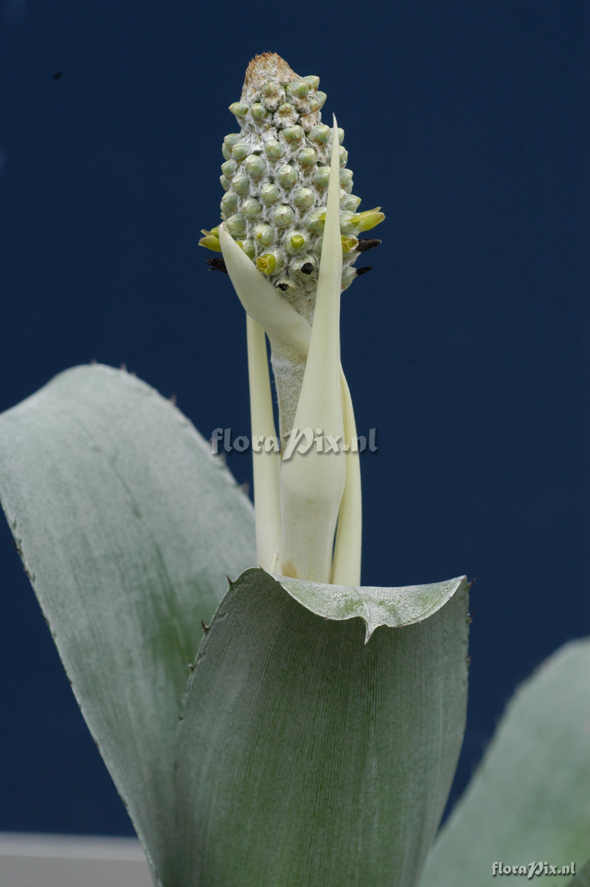 Aechmea bromeliifolia