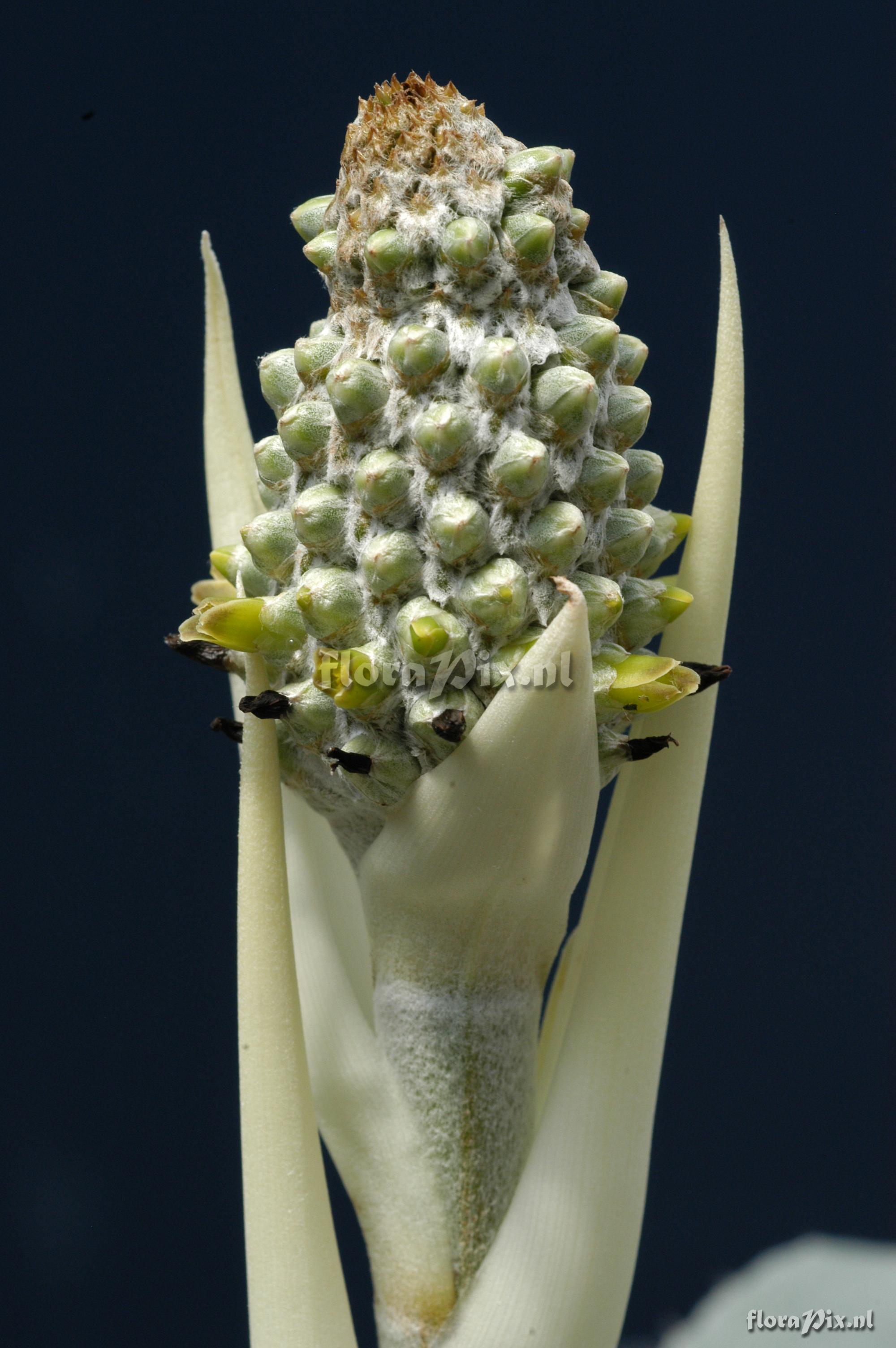 Aechmea bromeliifolia