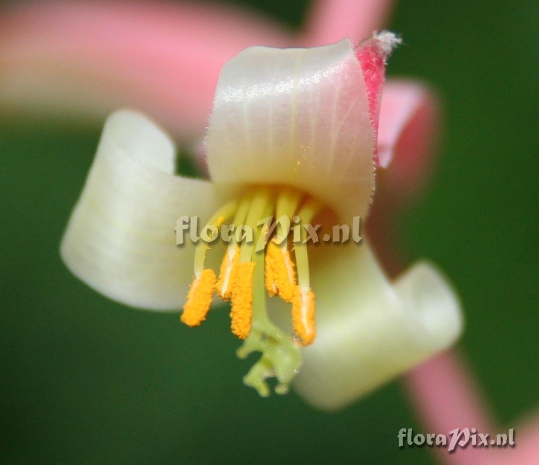 Billbergia iridifolia