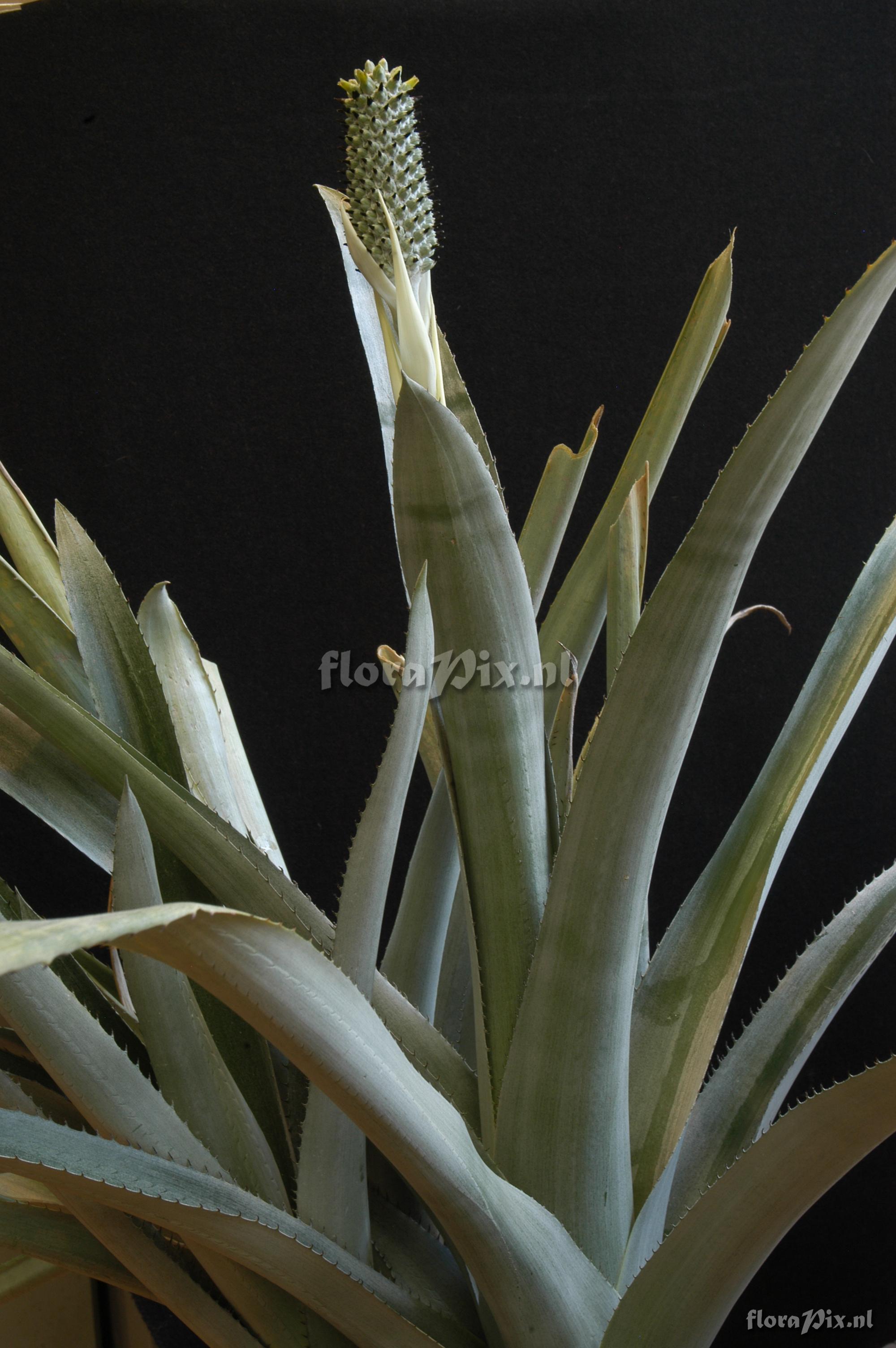 Aechmea bromeliifolia var. albobracteata