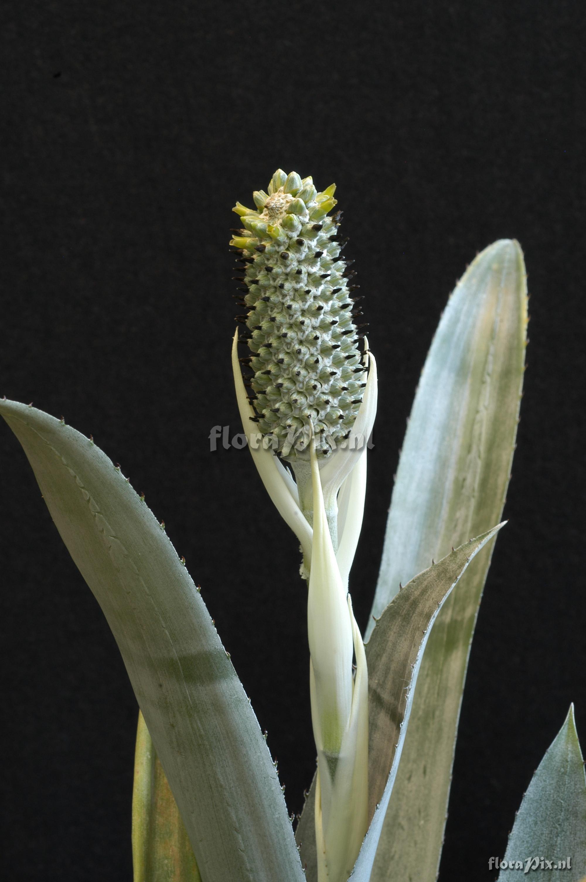 Aechmea bromeliifolia var. albobracteata