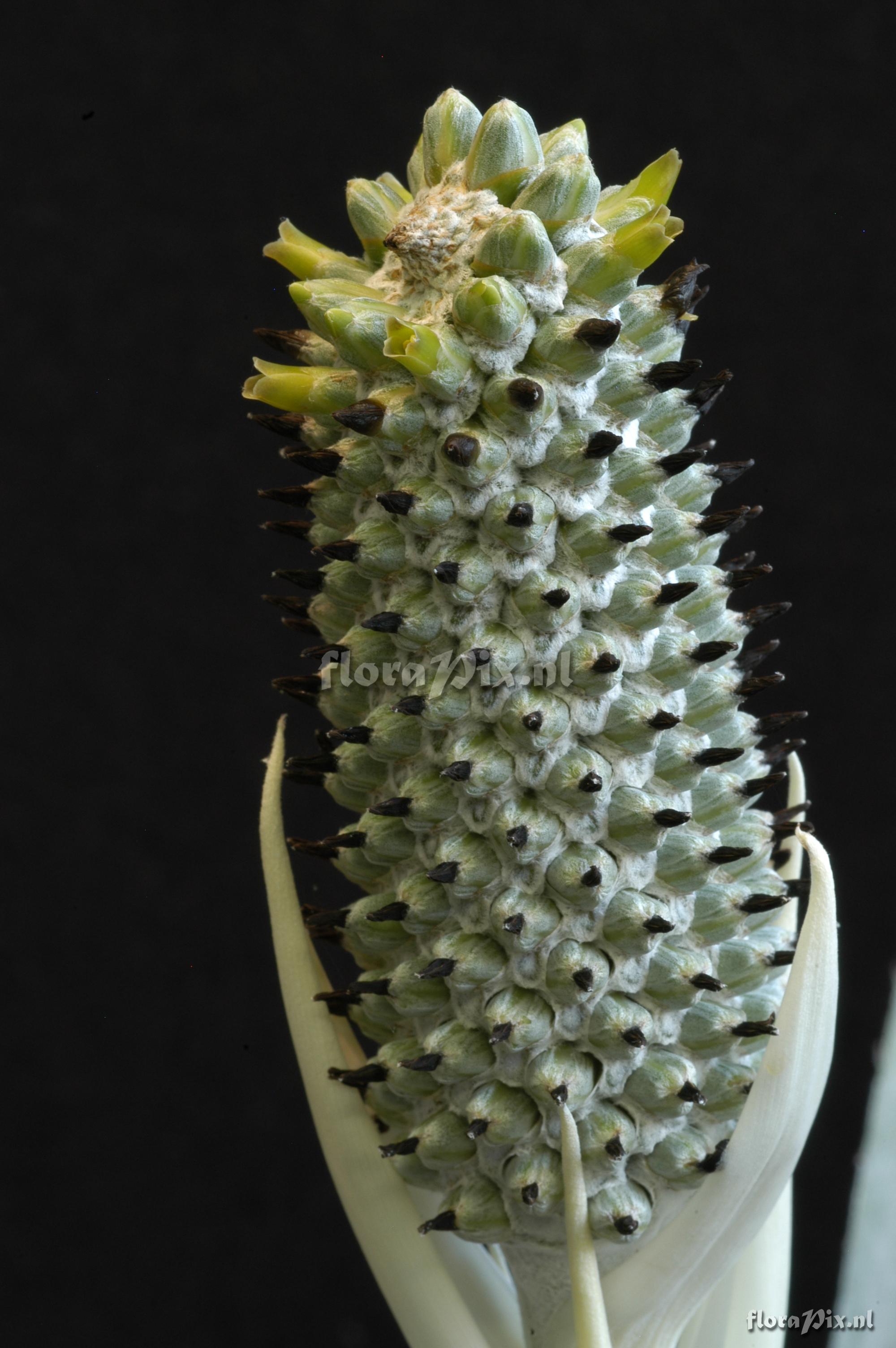 Aechmea bromeliifolia var. albobracteata